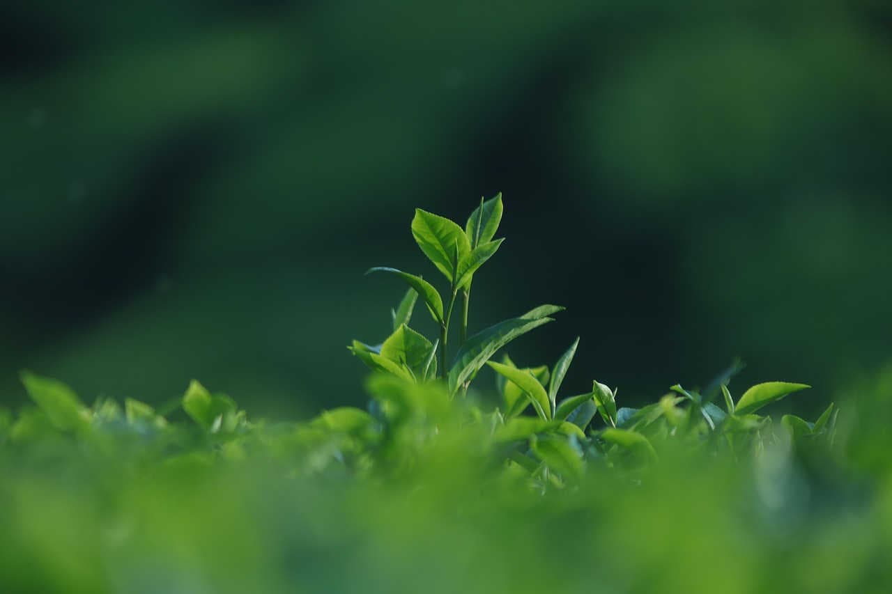 L'importanza dell'ESG: oltre il significato dell'acronimo