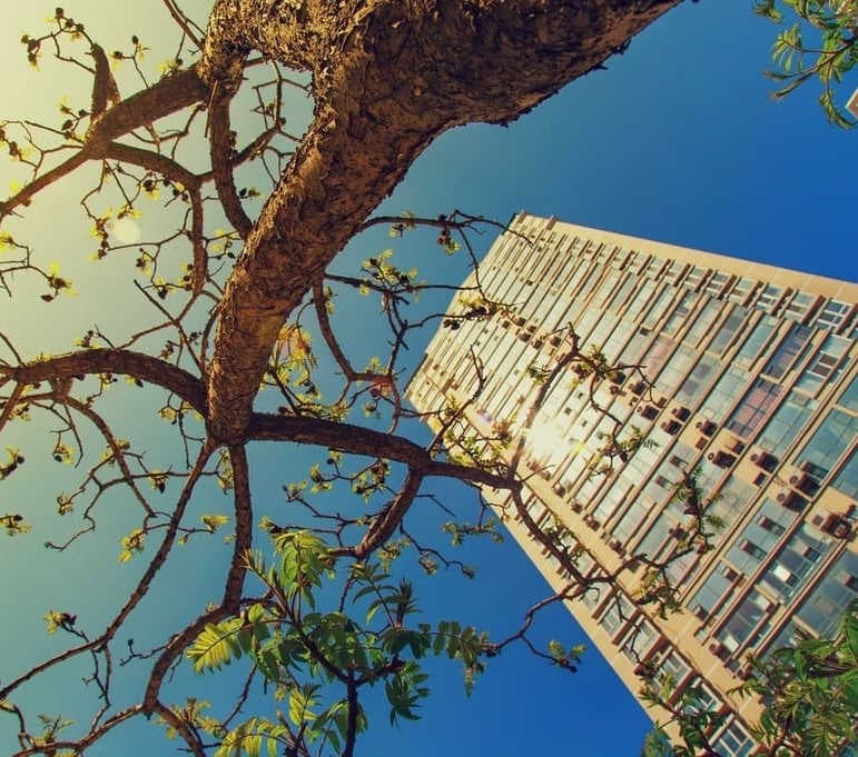 Tree and building