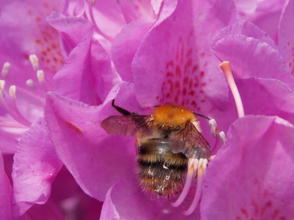 Miel de rhododendron : Propriétés bénéfiques et thérapeutiques