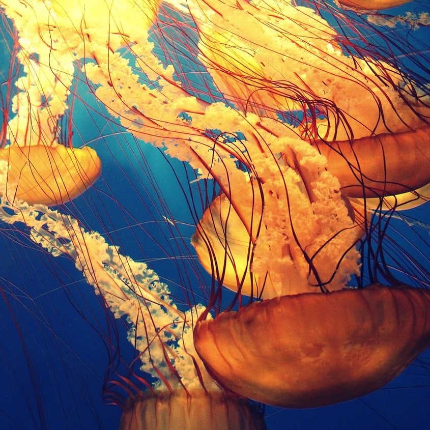 meduse in mare