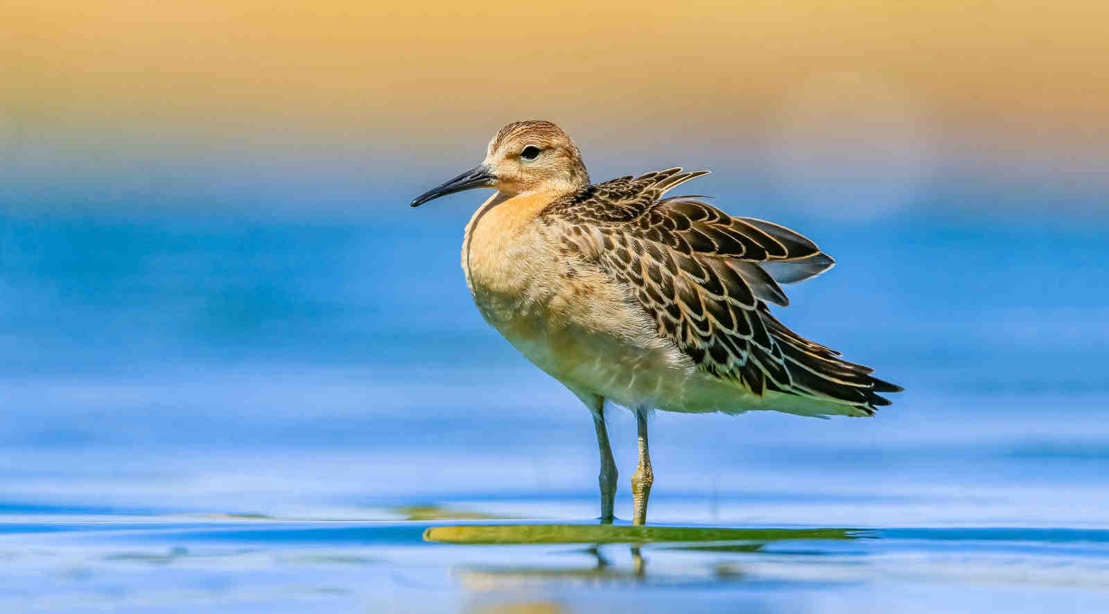 Città a misura di uccello: nuova frontiera sostenibile