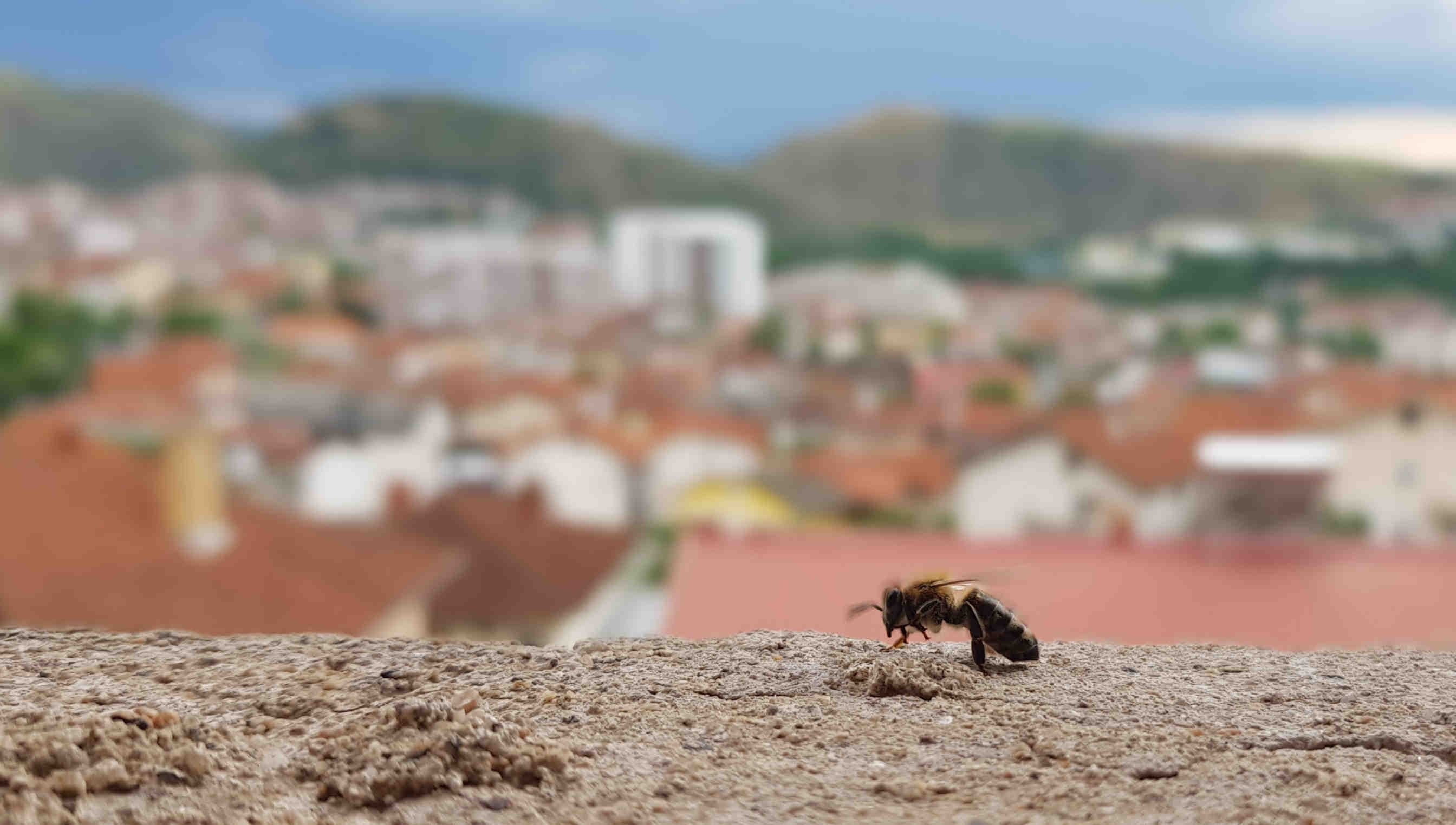 perdita biodiversità mondo urbano