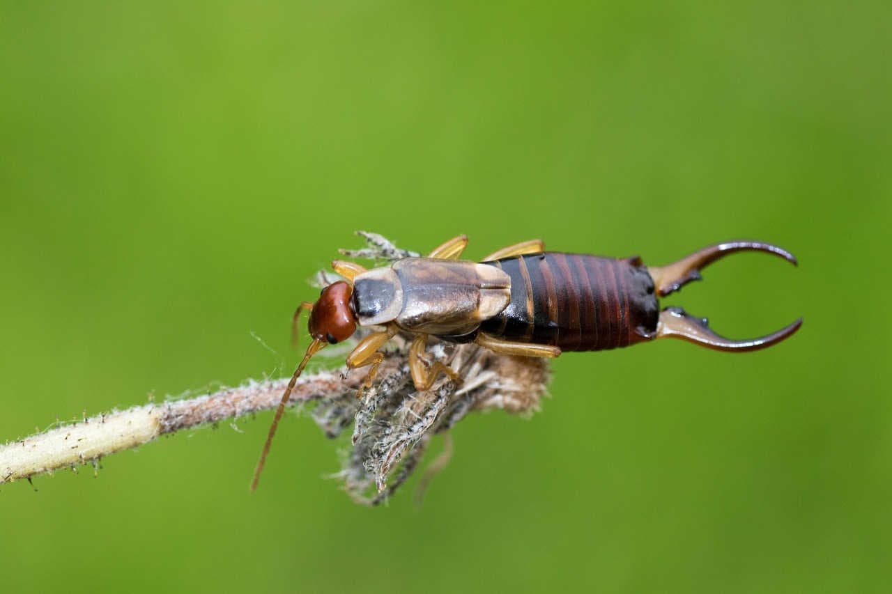 insetto forficula auricularia