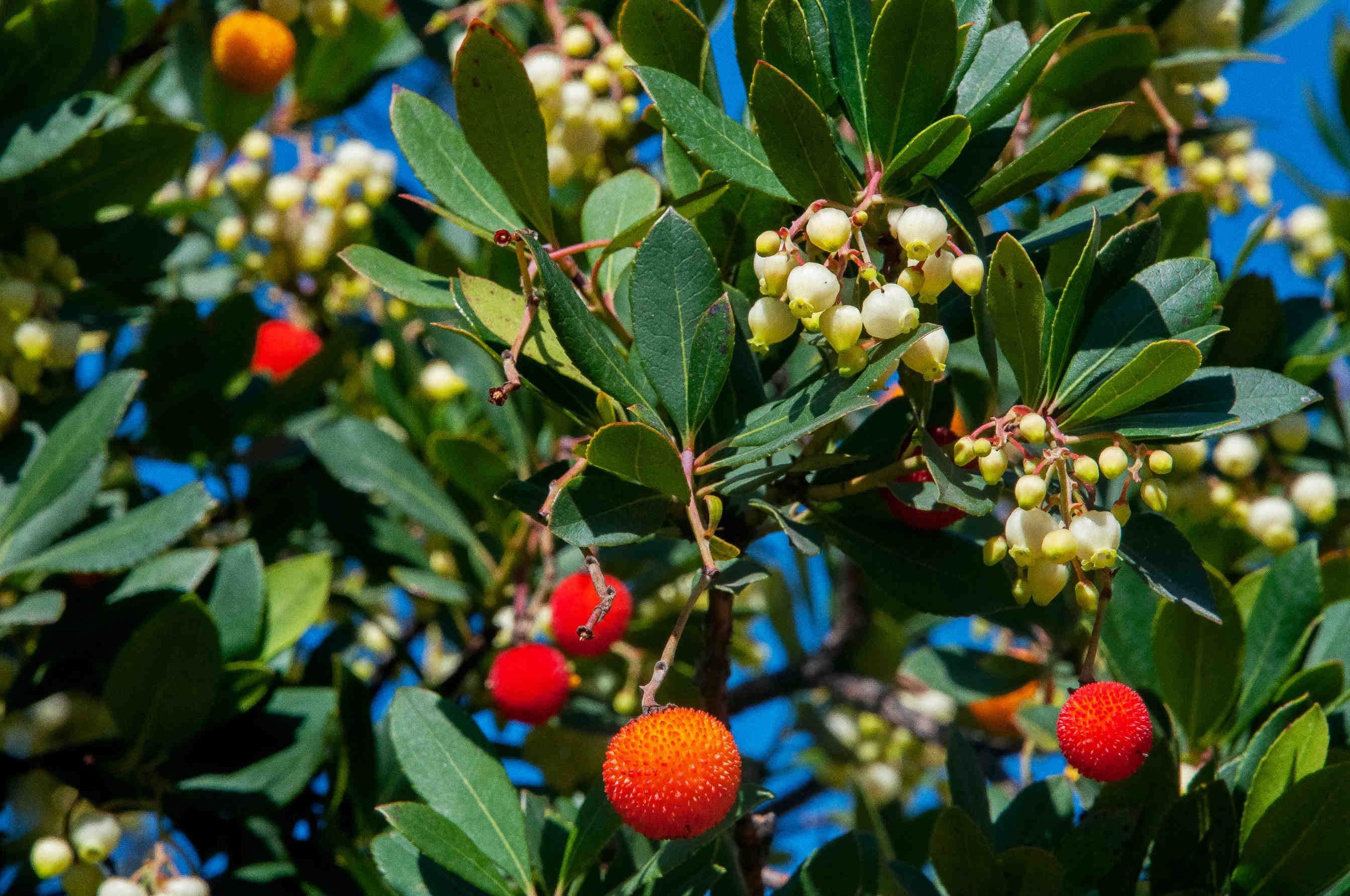 corbezzolo frutti foglie fiori