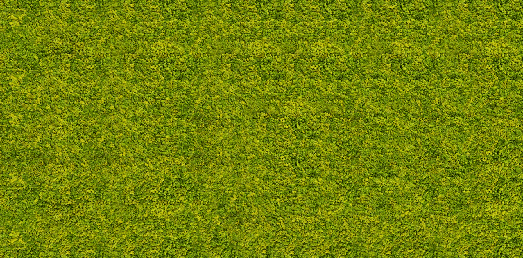 3Bee in Wild Moss: the most important challenge