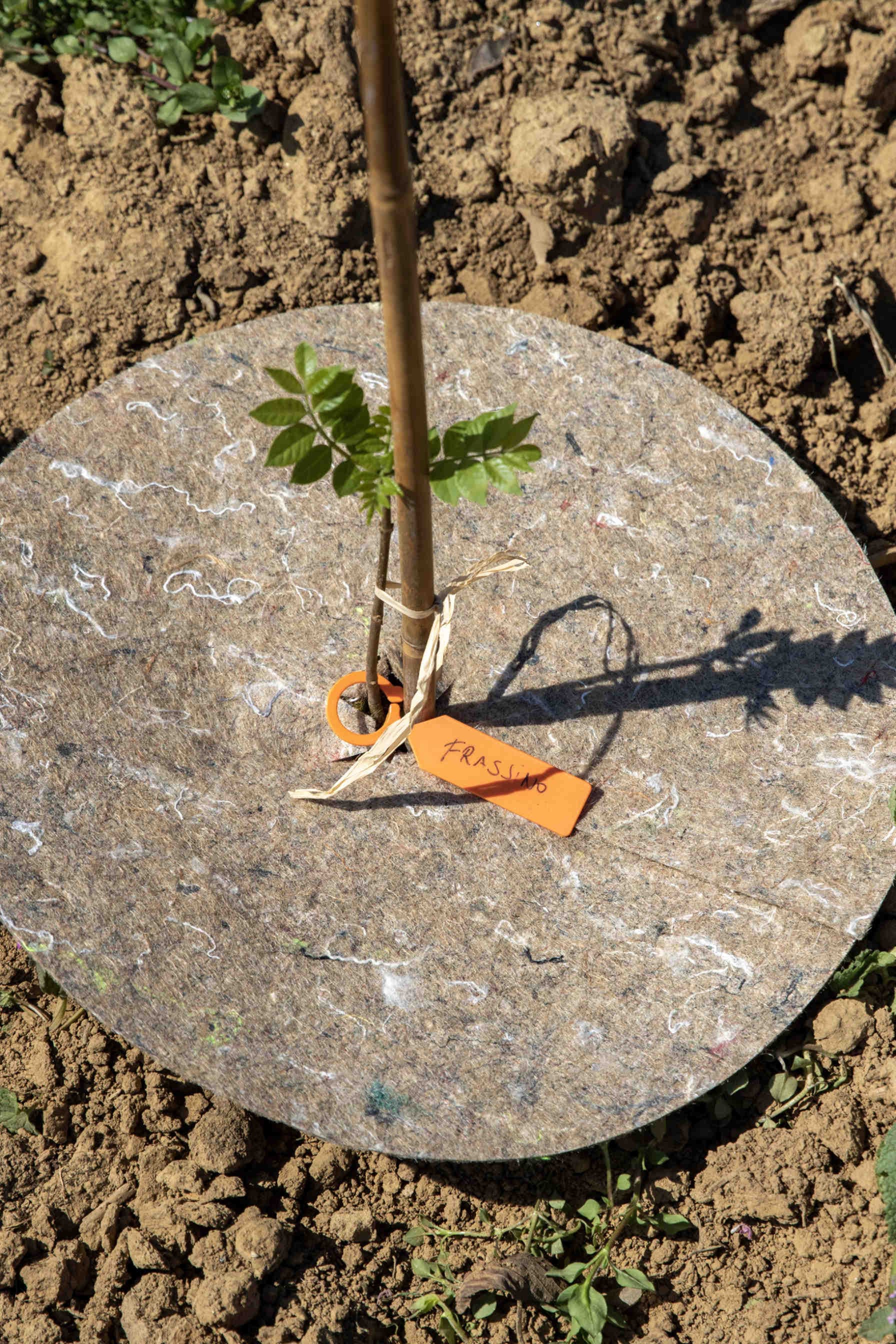 albero nettarifero 3Bee