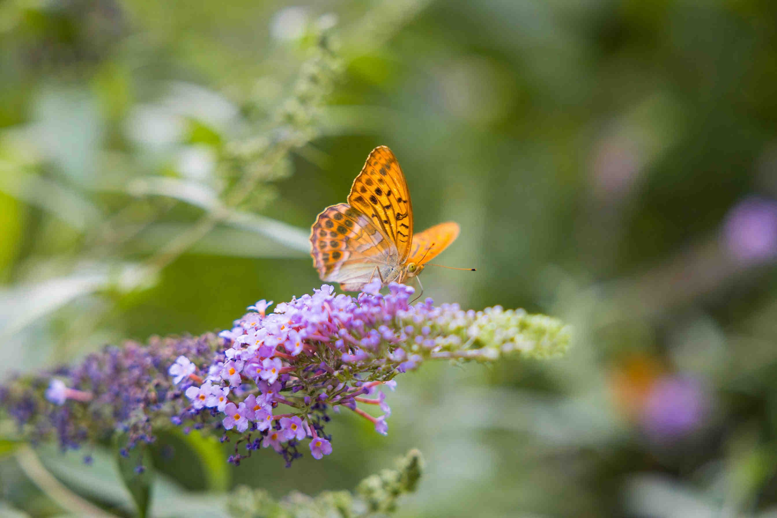 farfalla_buddleja