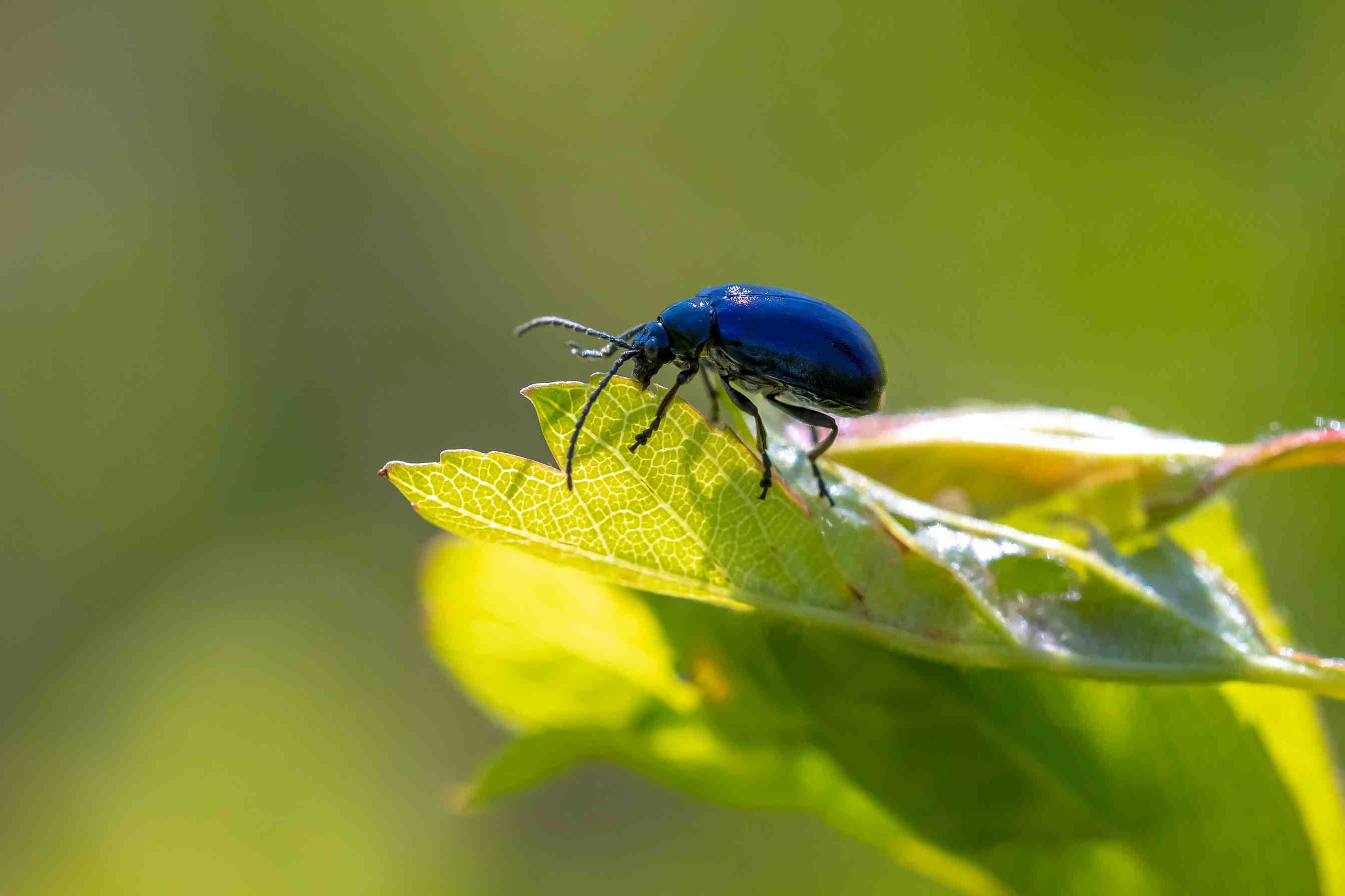 From COP16 to Biodiversity Monitoring: how businesses can drive real change