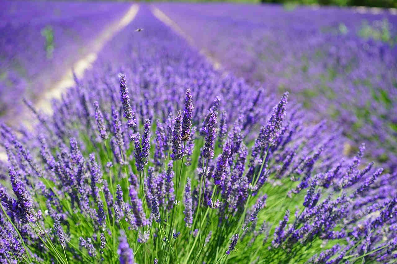 lavanda