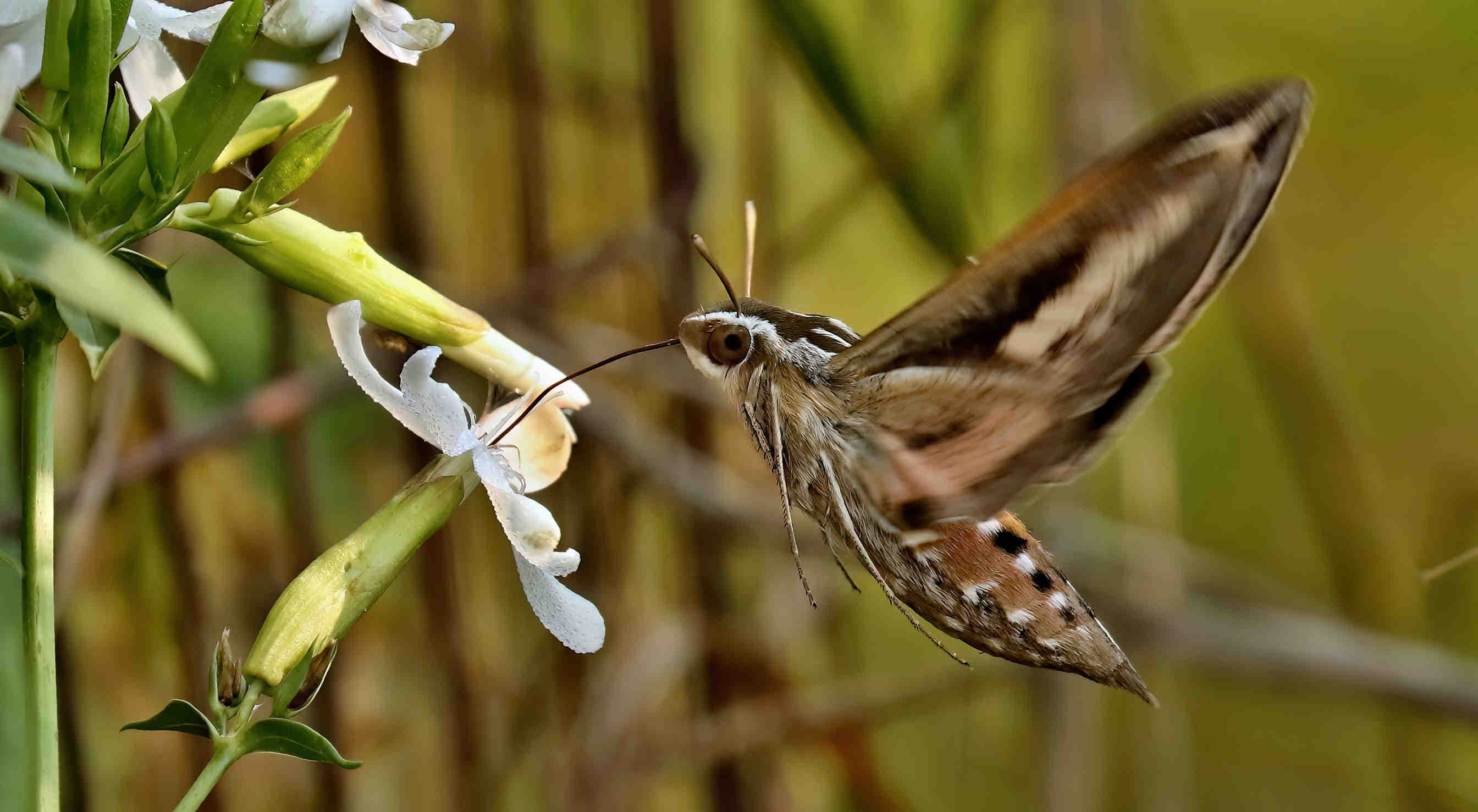Die Umweltverschmutzung löscht den Duft der Blumen aus