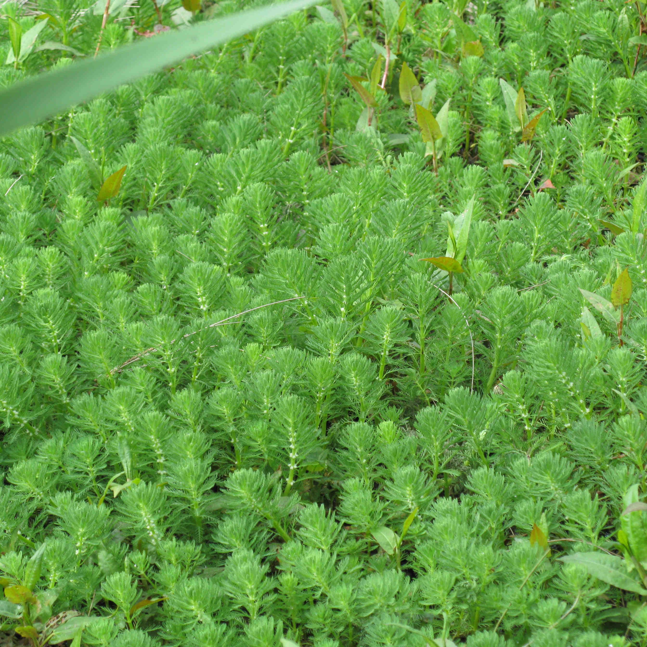 Myriophyllum