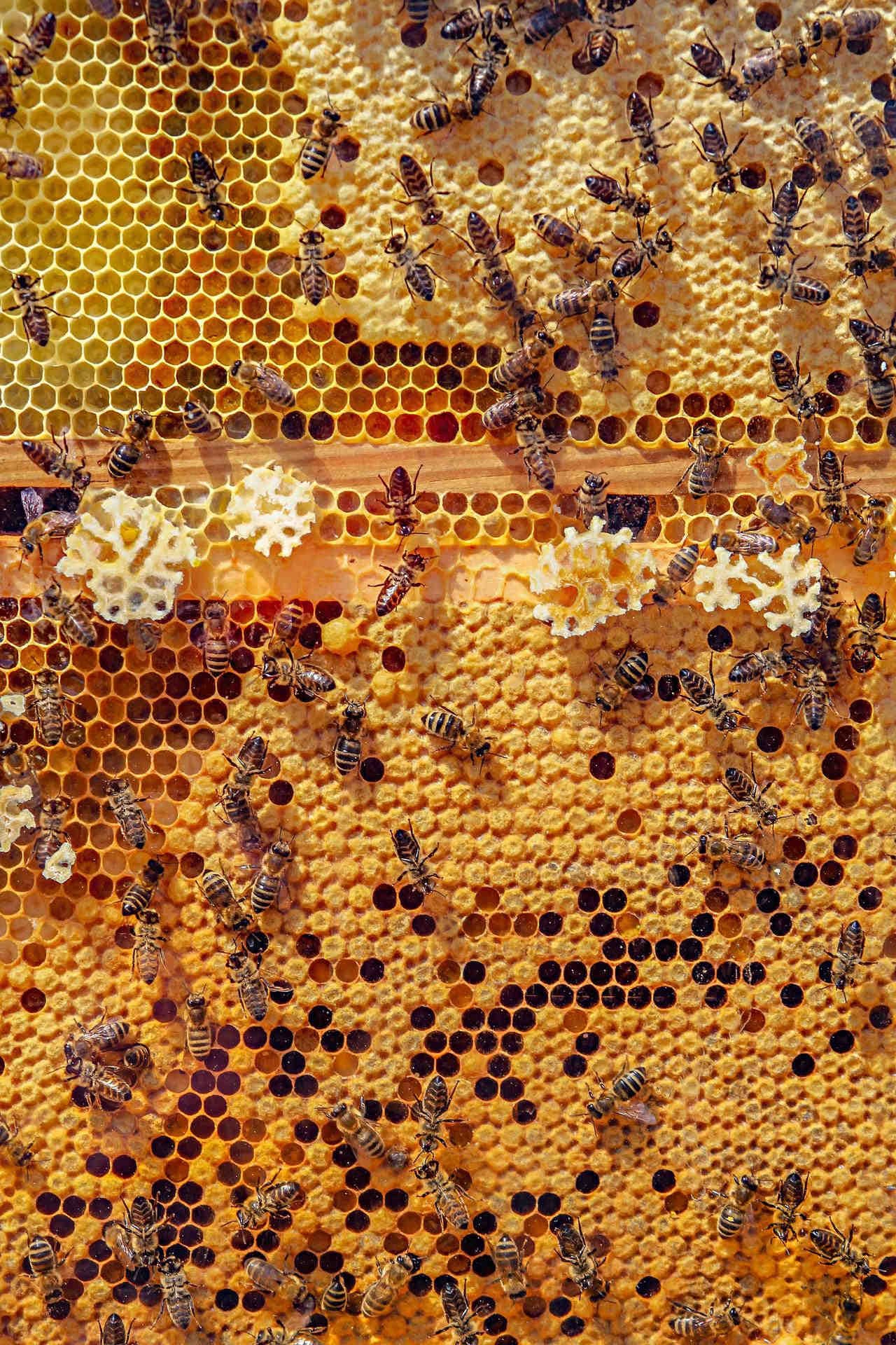 Cherry honey: where to buy it?