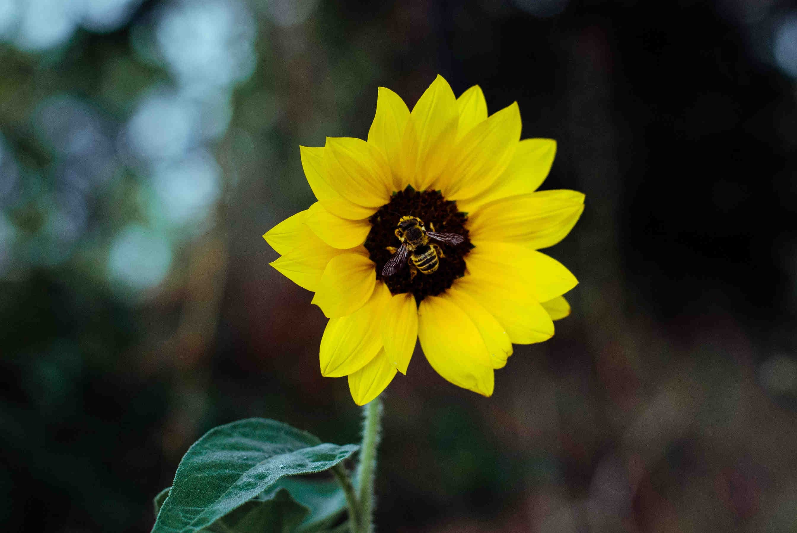 Le miel de tournesol
