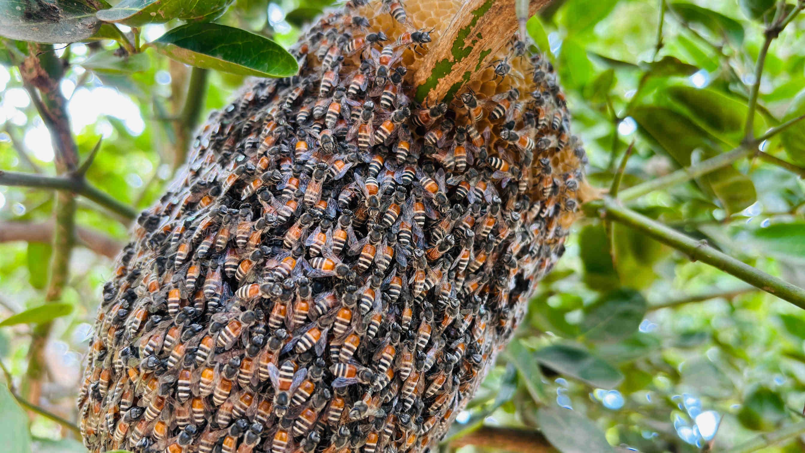 apis florea albero