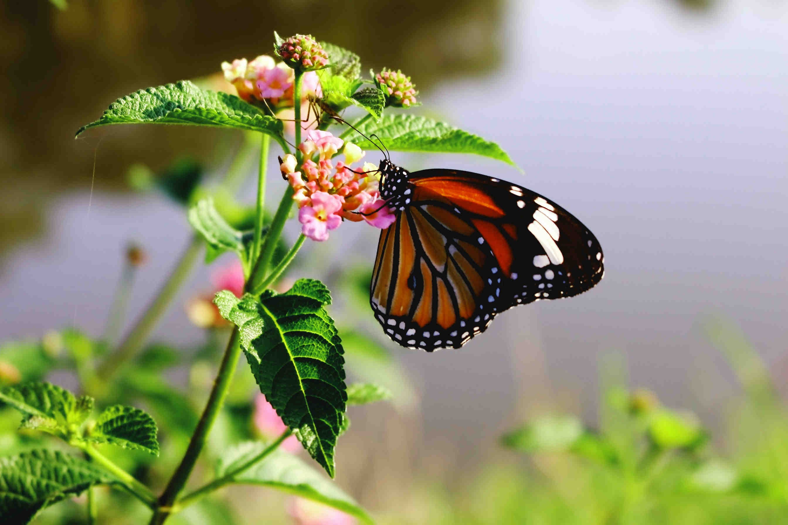 Rendicontare la biodiversità: confronto tra gli standard