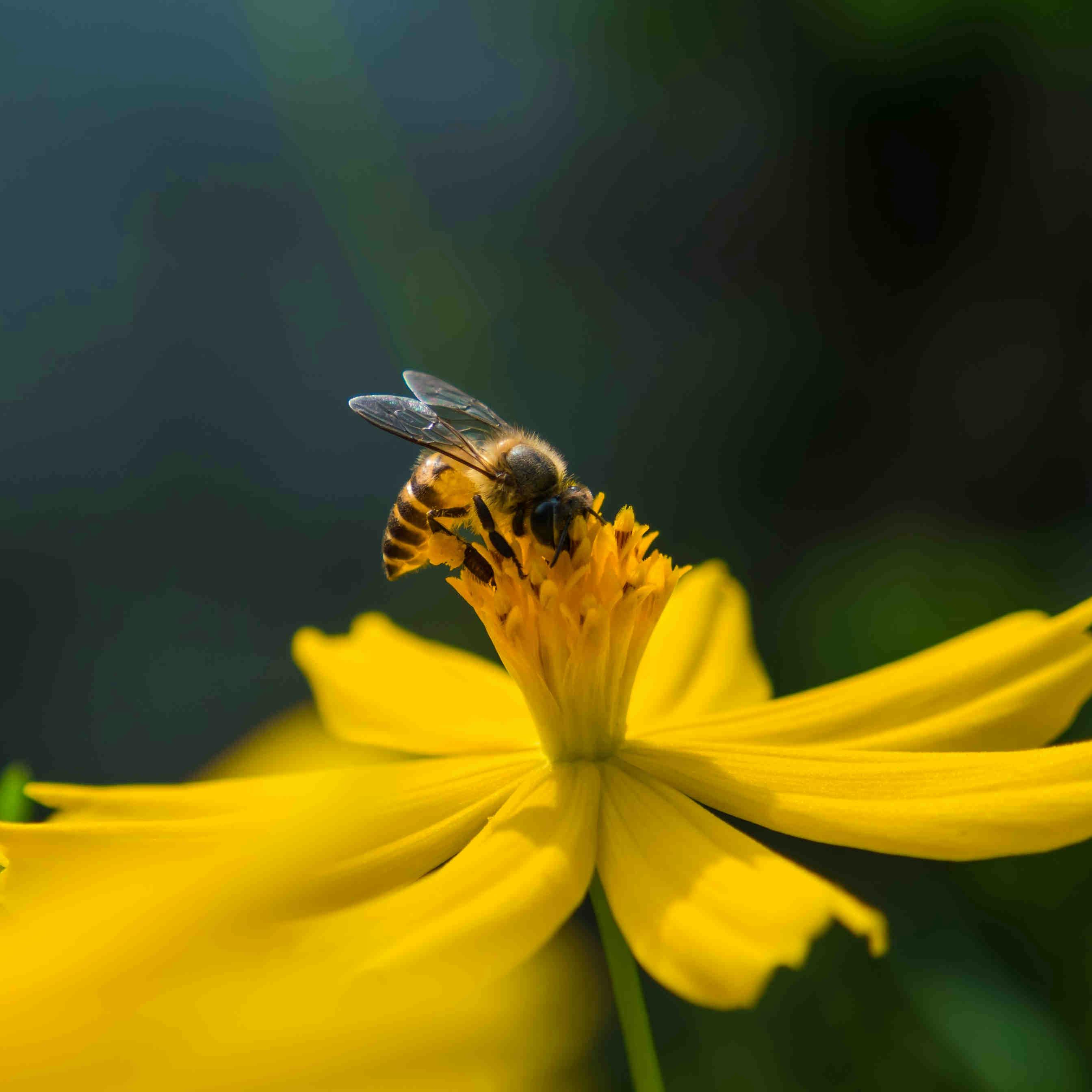 ape fiore giallo
