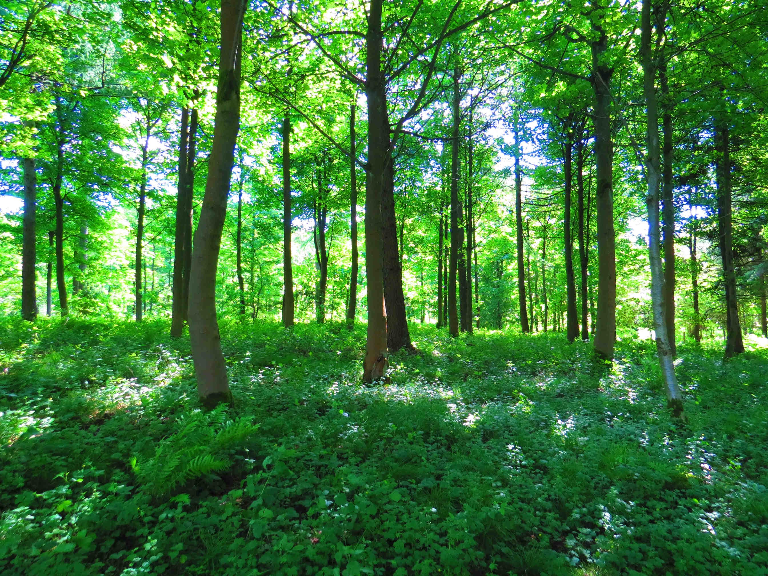 Tutela forestale