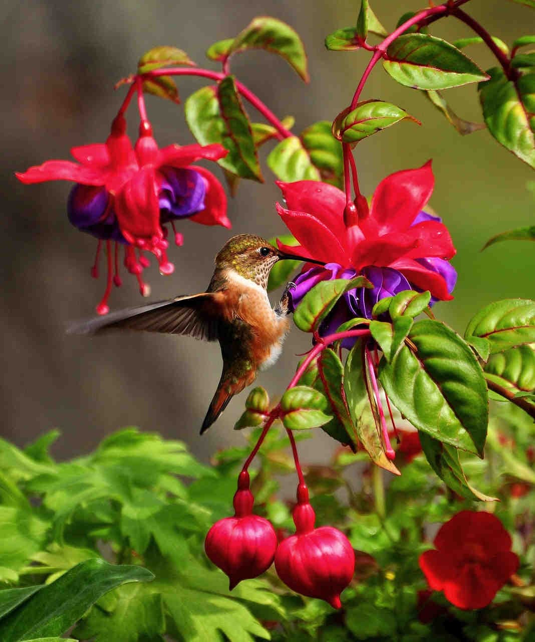 colibrì