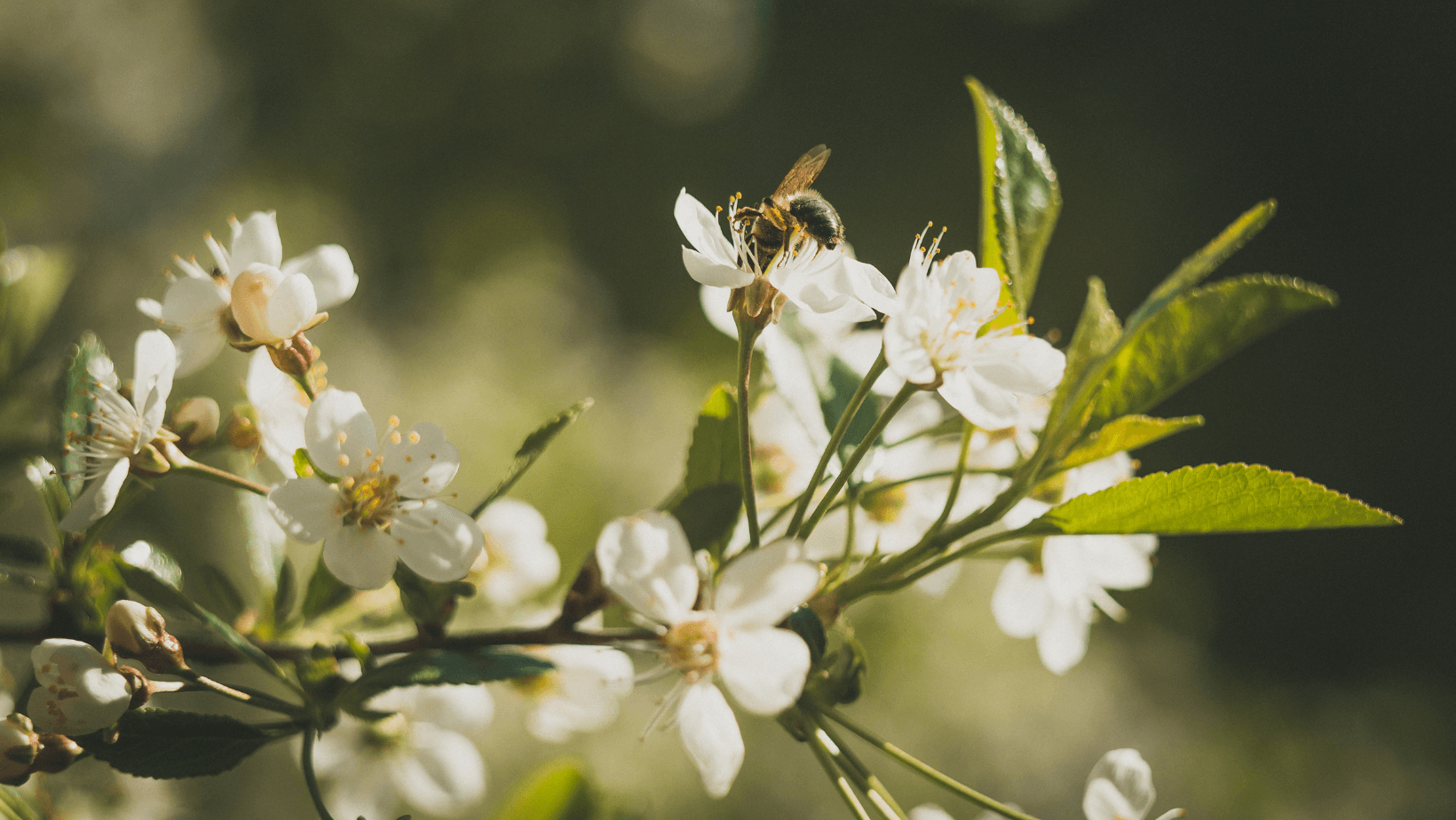 5 Azioni per Biodiversità e Ambiente