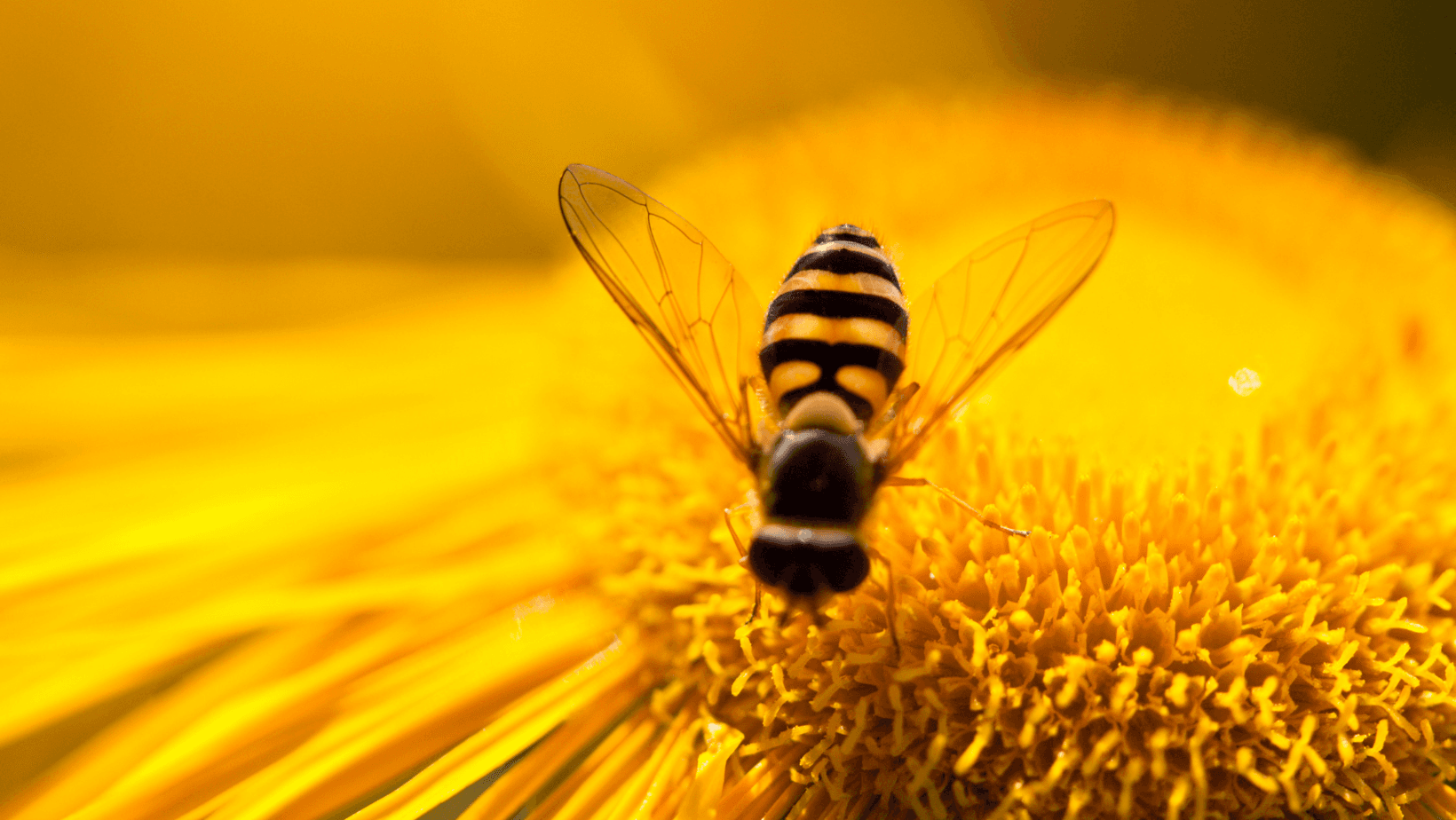 4) Vendi il miele prima ancora di produrlo