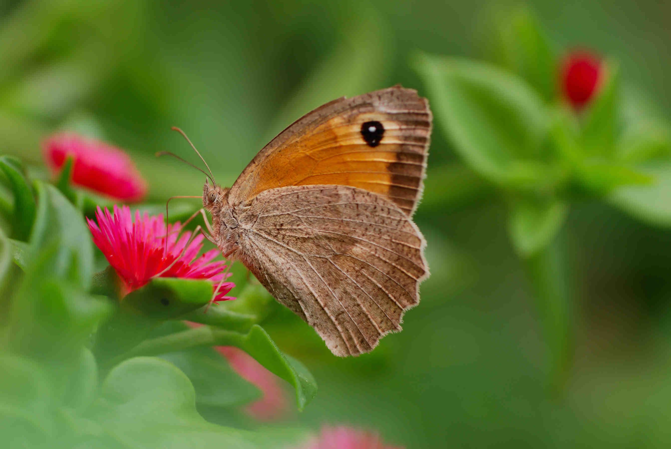 farfalla