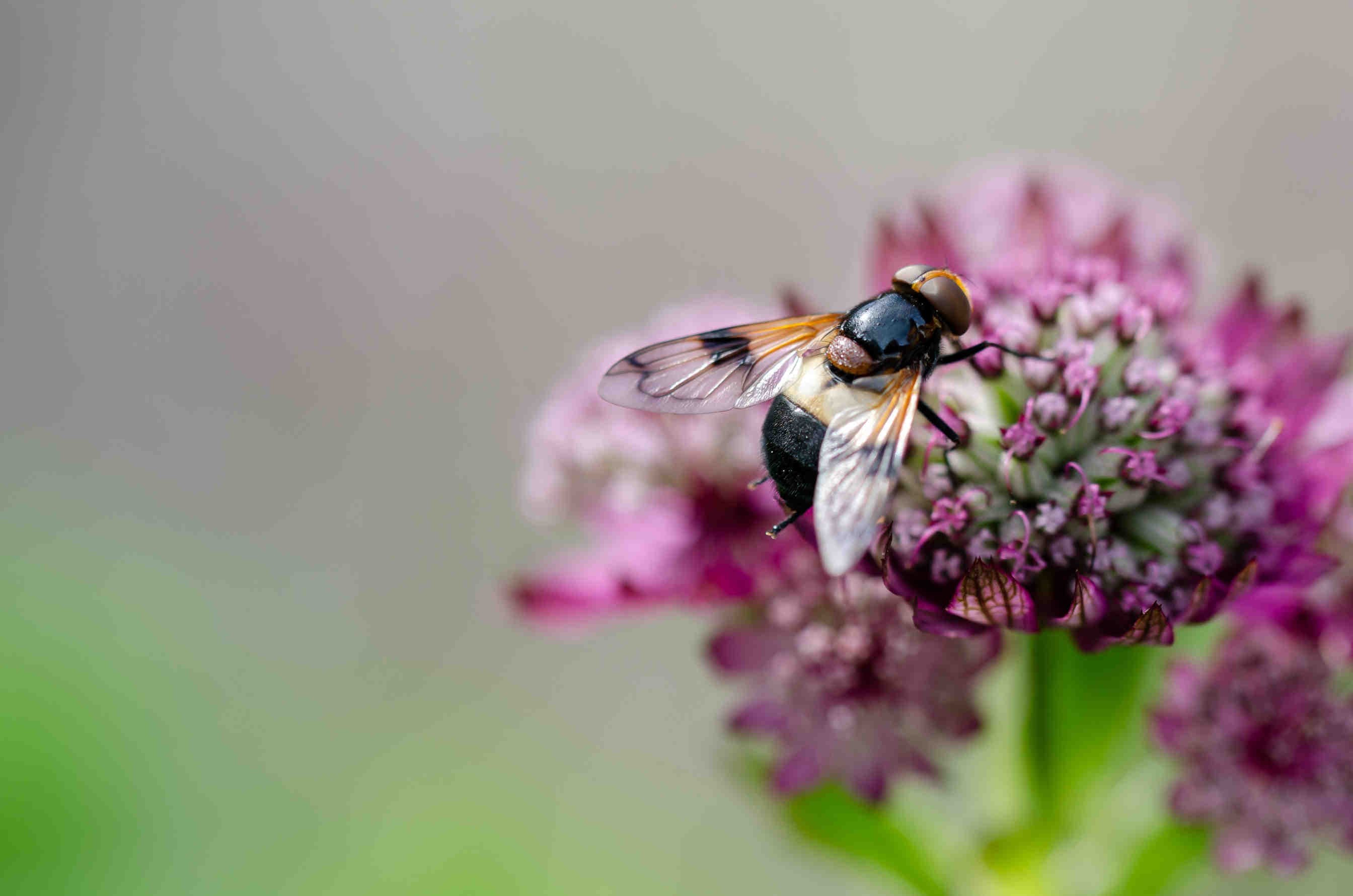 Perché la biodiversità è importante per la finanza?