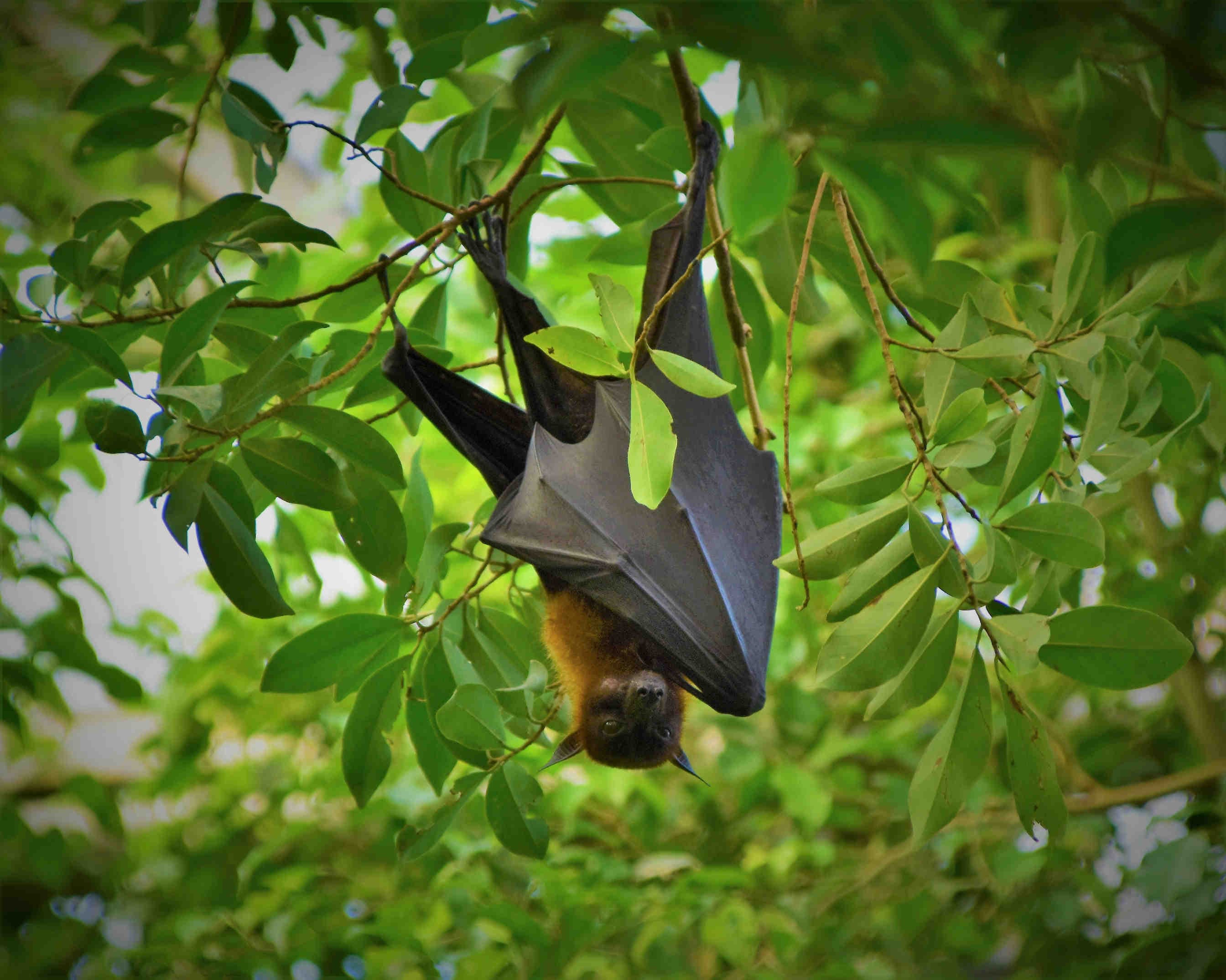 pipistrello