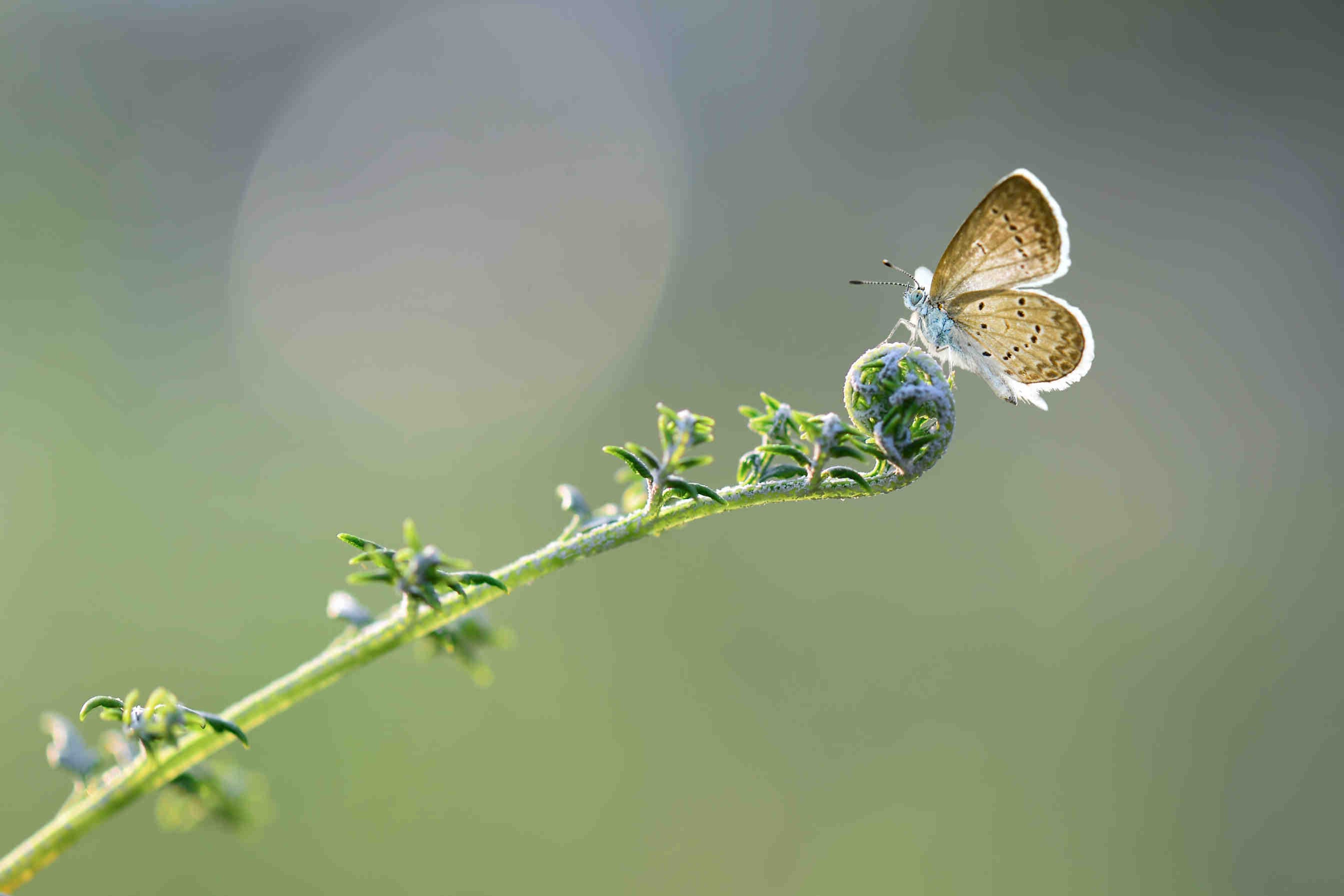Al via COP16 bis sulla Biodiversità a Roma