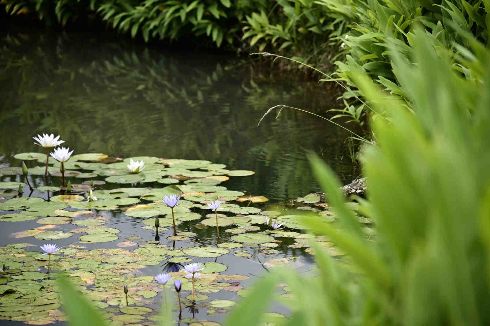 Le principali cause della perdita di biodiversità