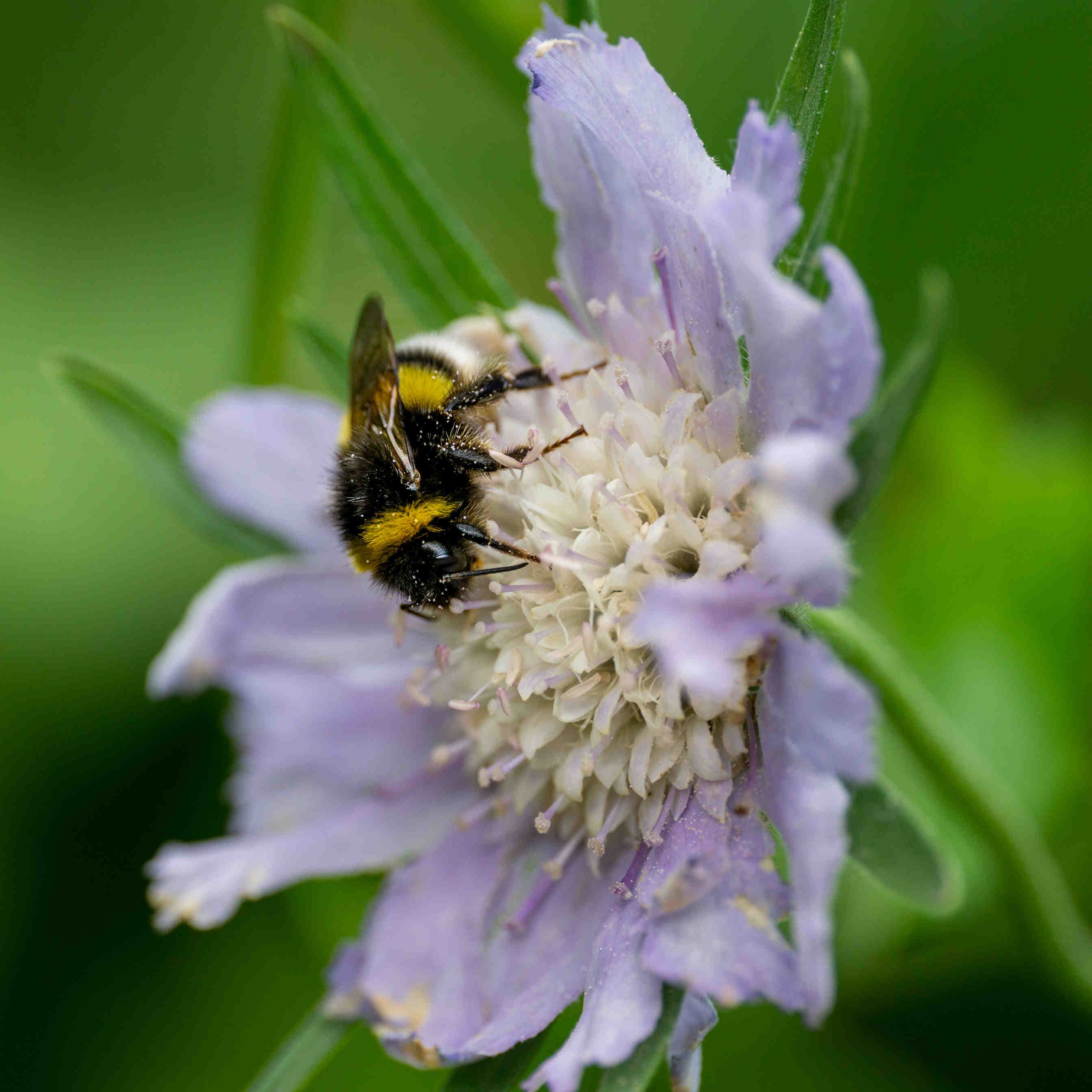 bombus terrestris