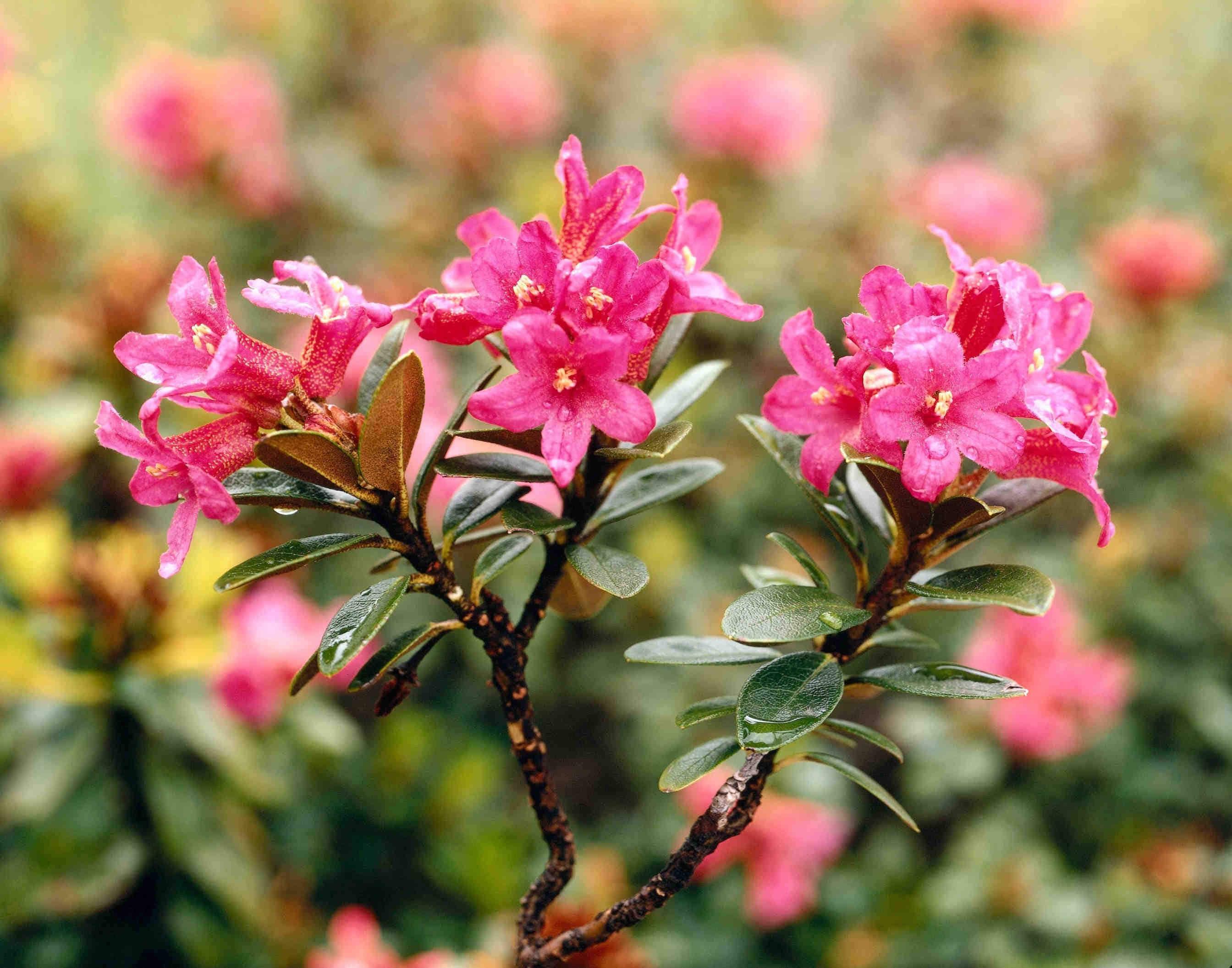 fiori rododendro