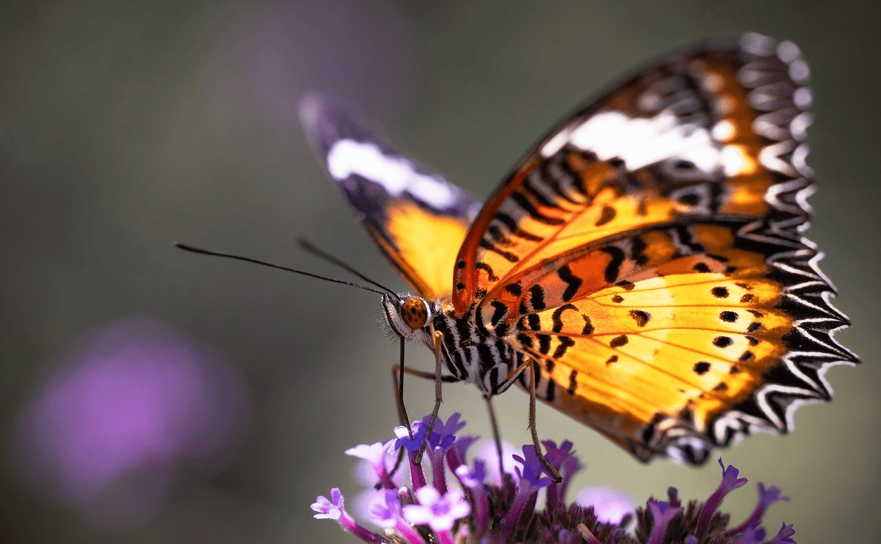 Nymphalidae