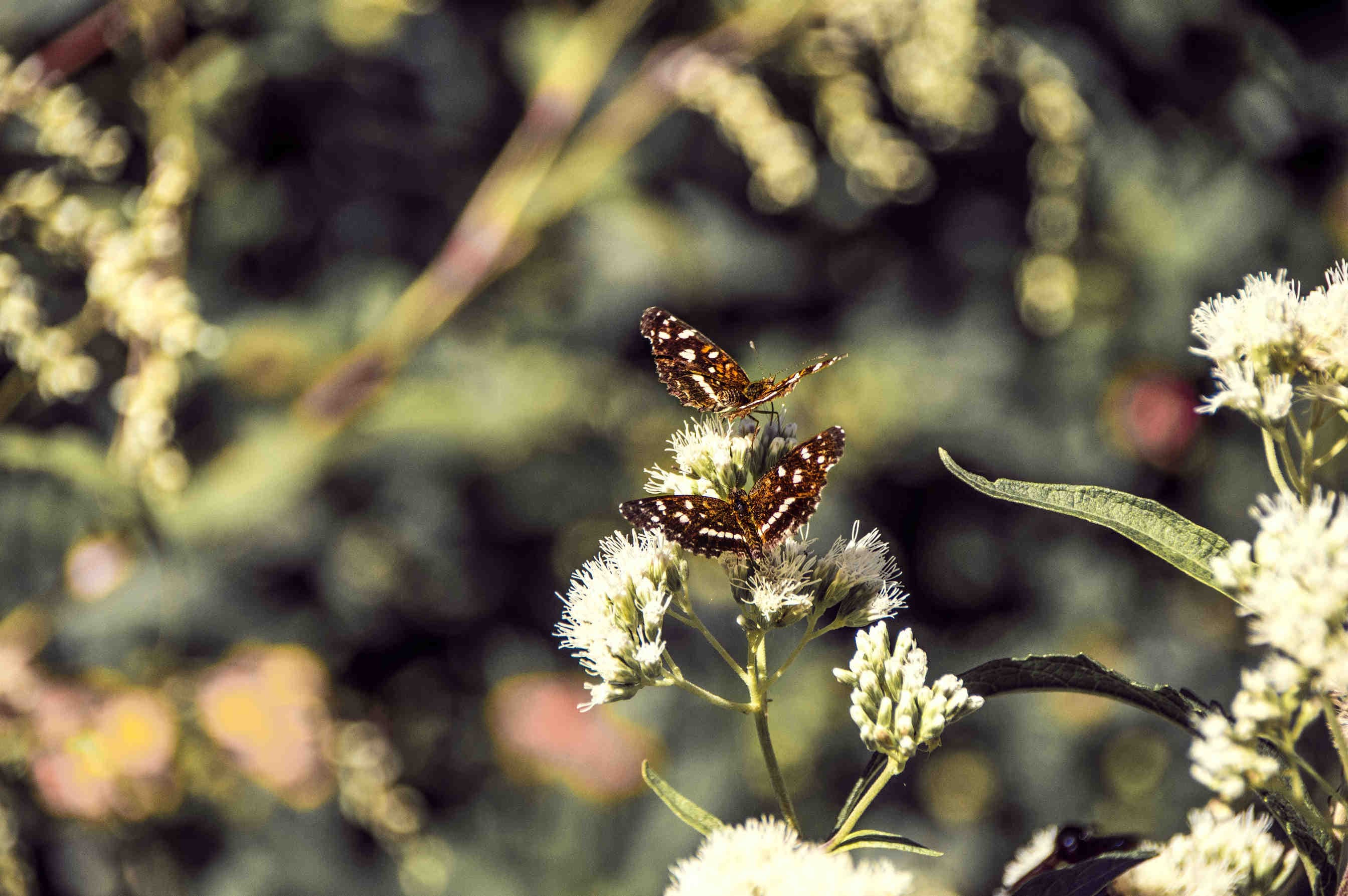 impollinazione farfalle