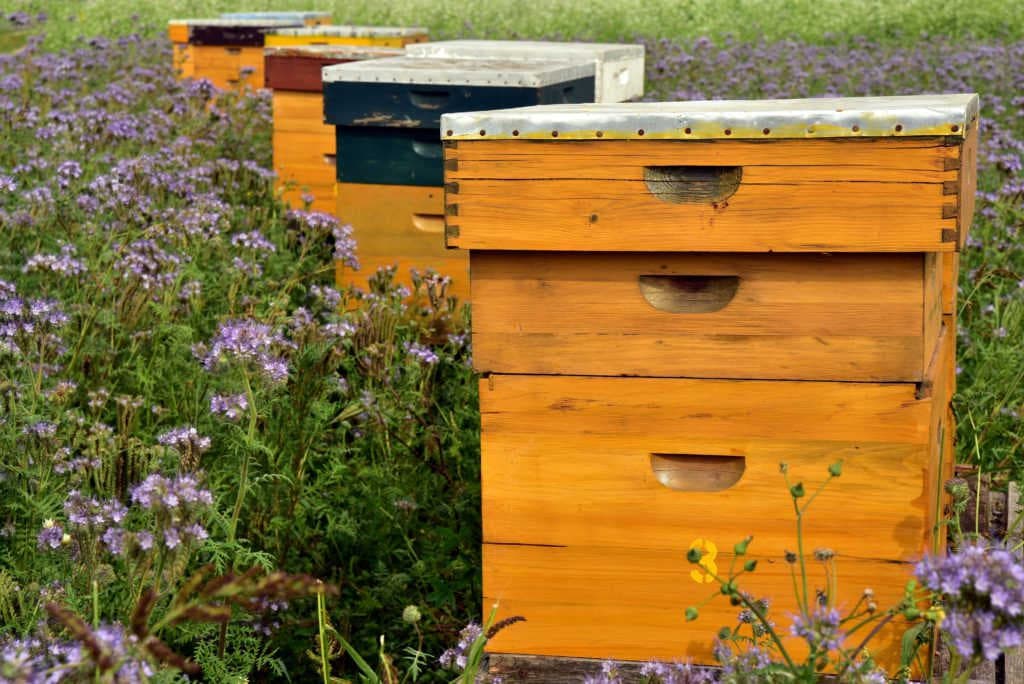 A webinar for beekeepers made by beekeepers