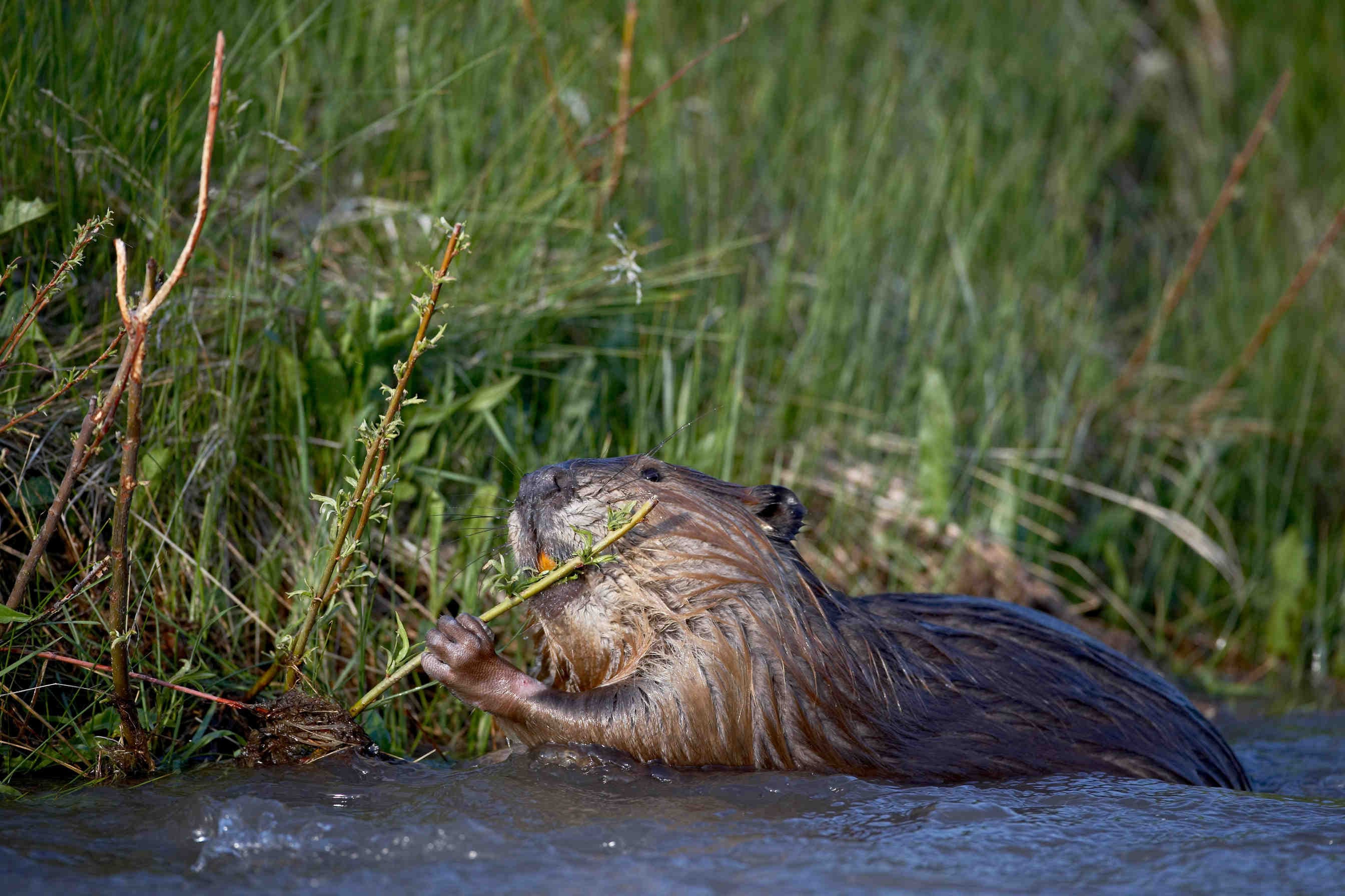castor nageant dans l'eau