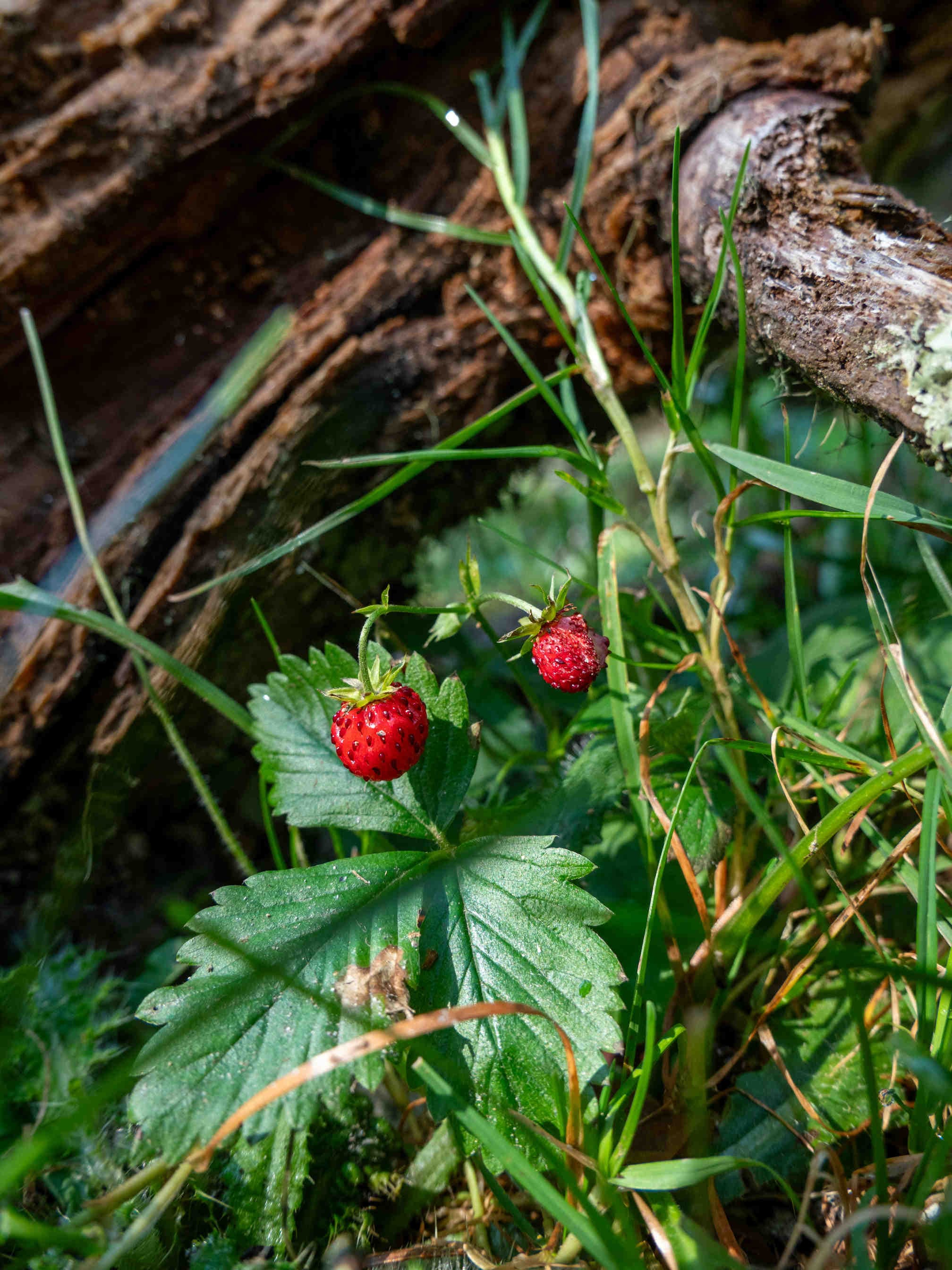 Fragaria vesca