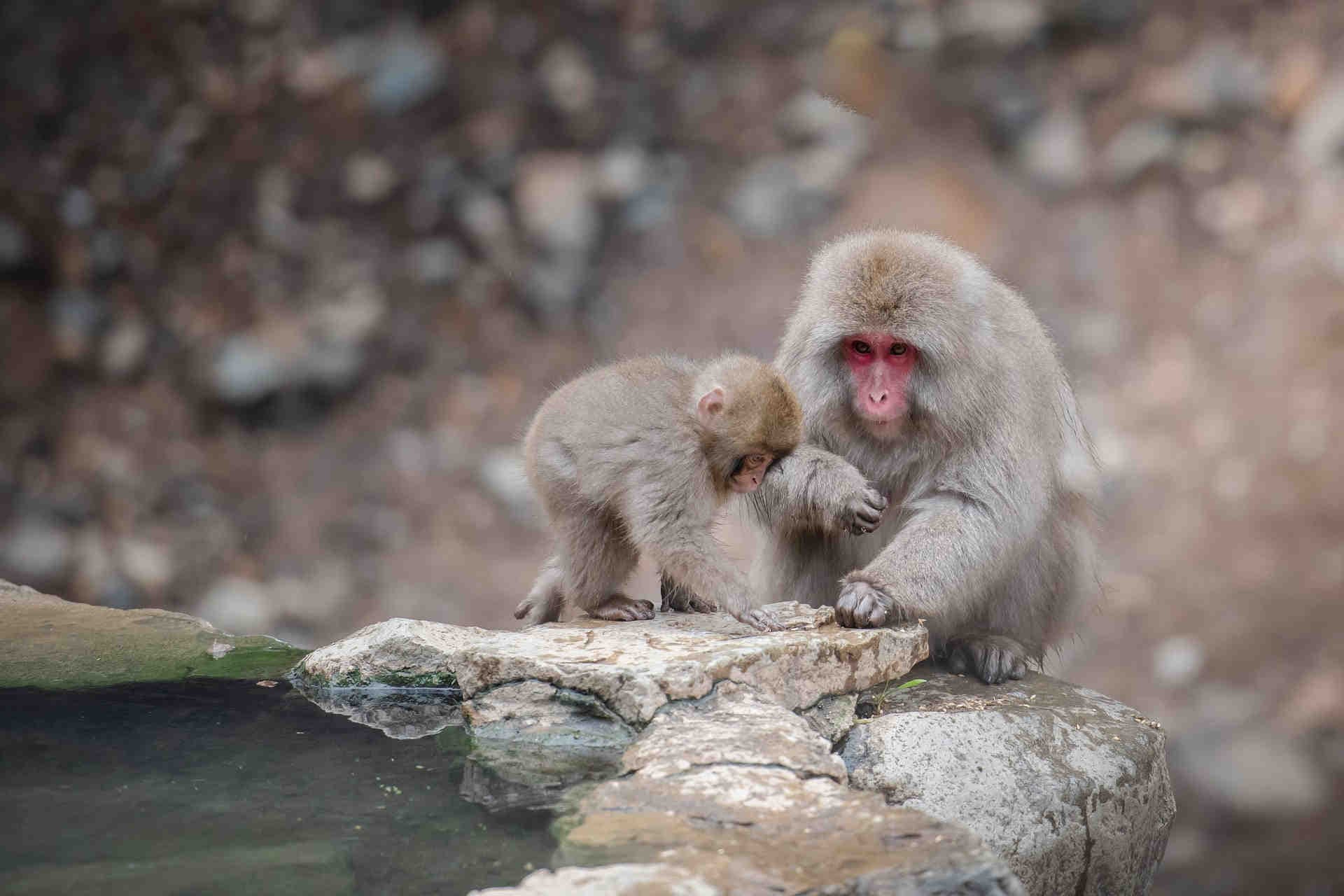 Il lavaggio del cibo nei macachi giapponesi