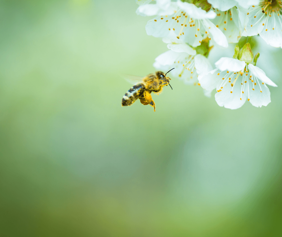 Le api, insetti importantissimi per il pianeta