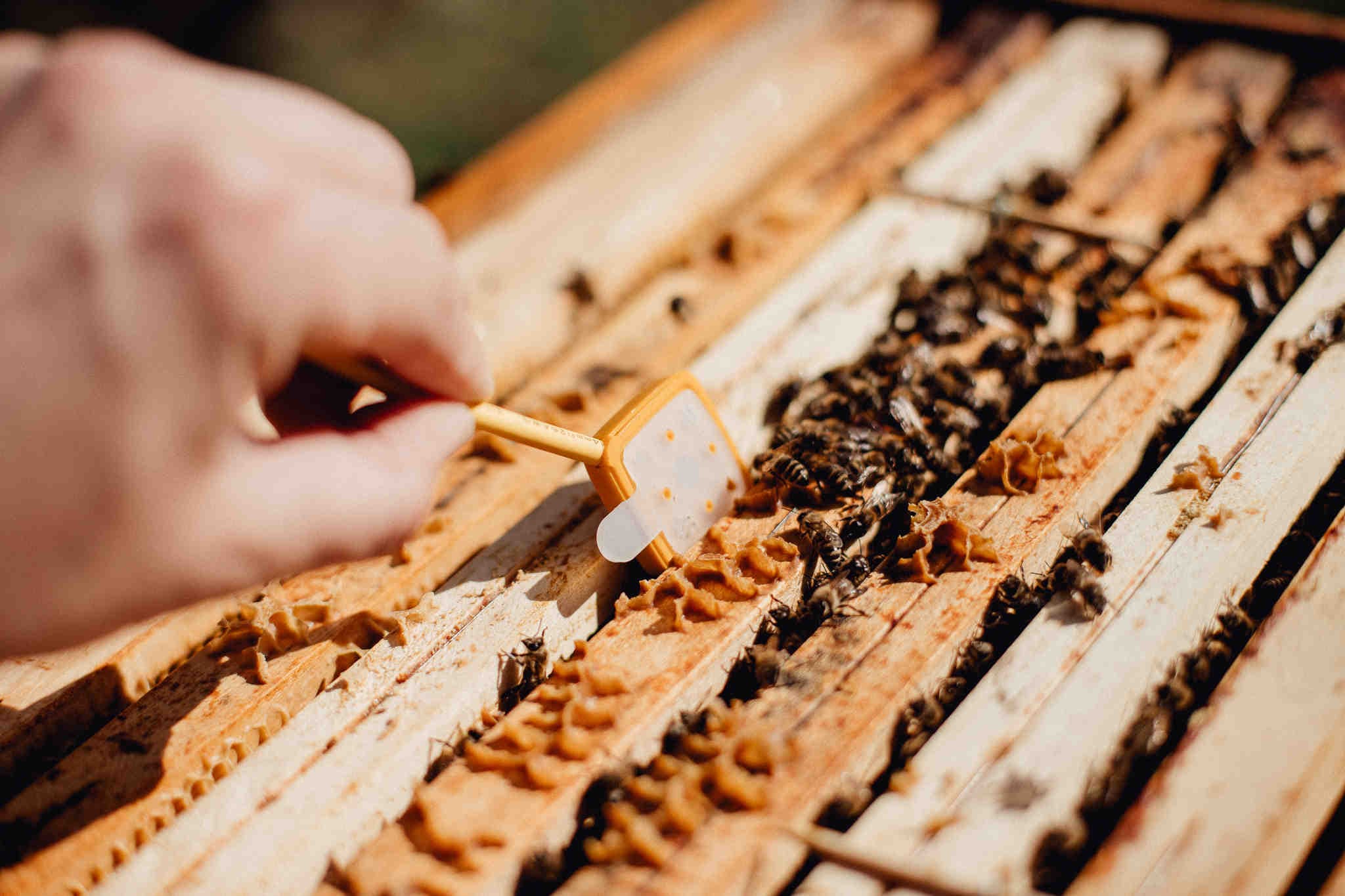 Comment 3Bee protège et regénère la biodiversité