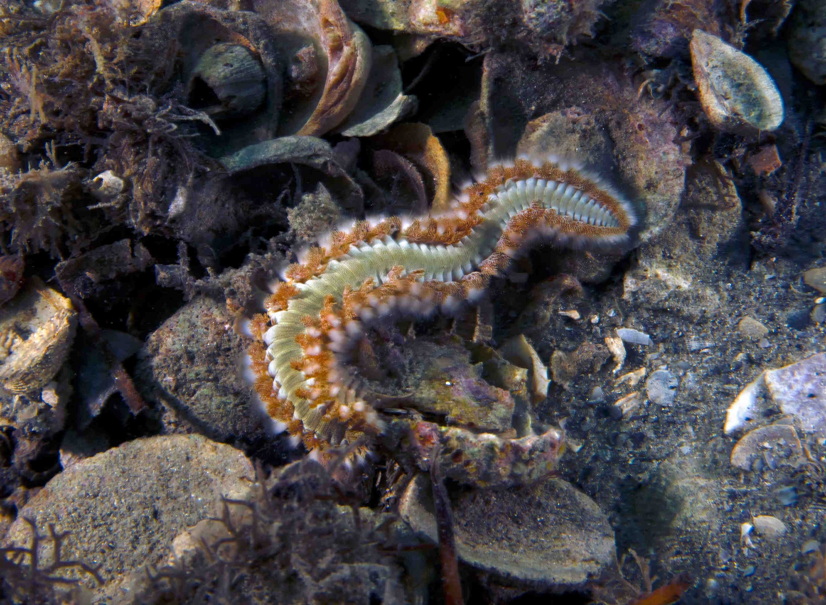 Hermocide carunculata