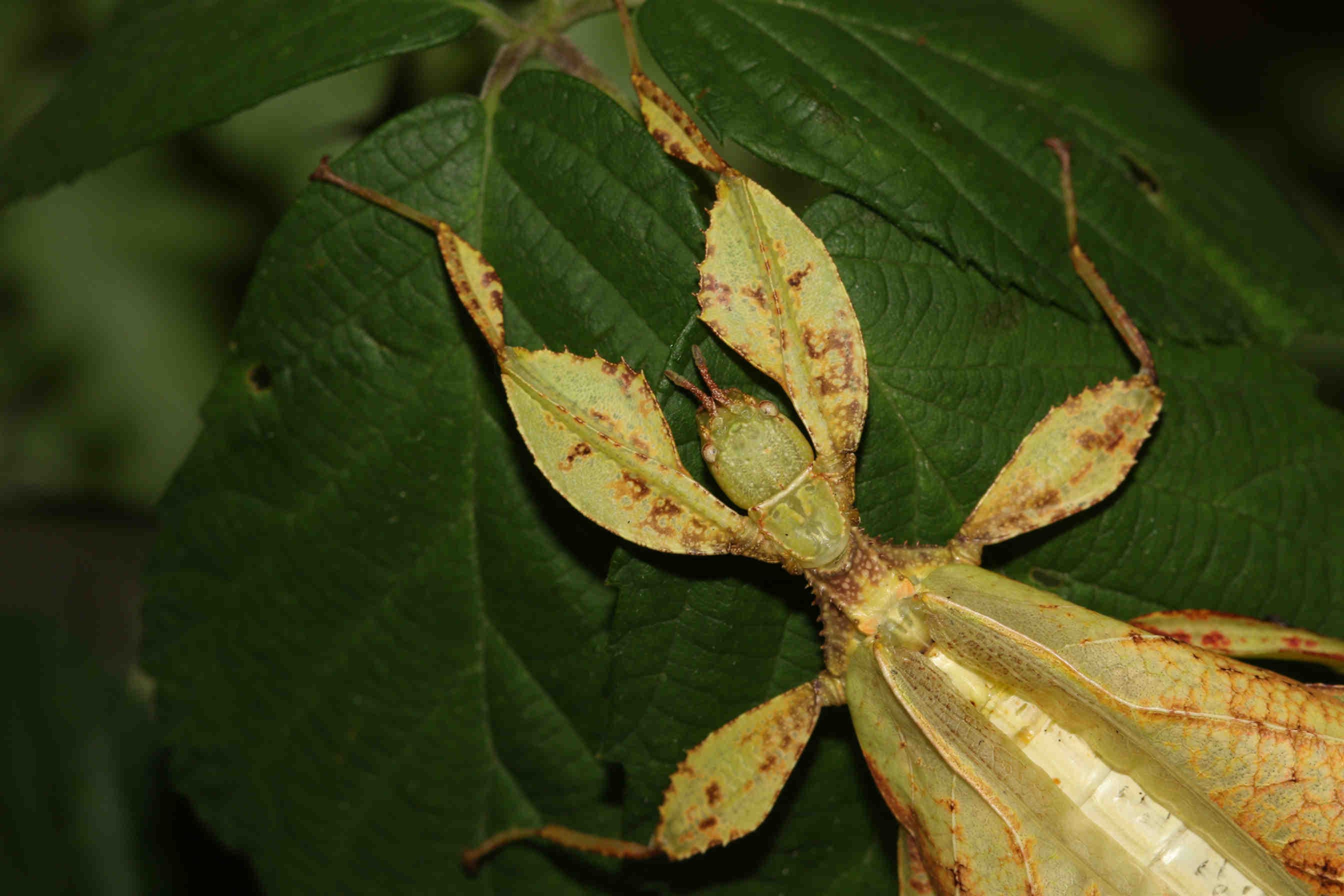 Phyllium