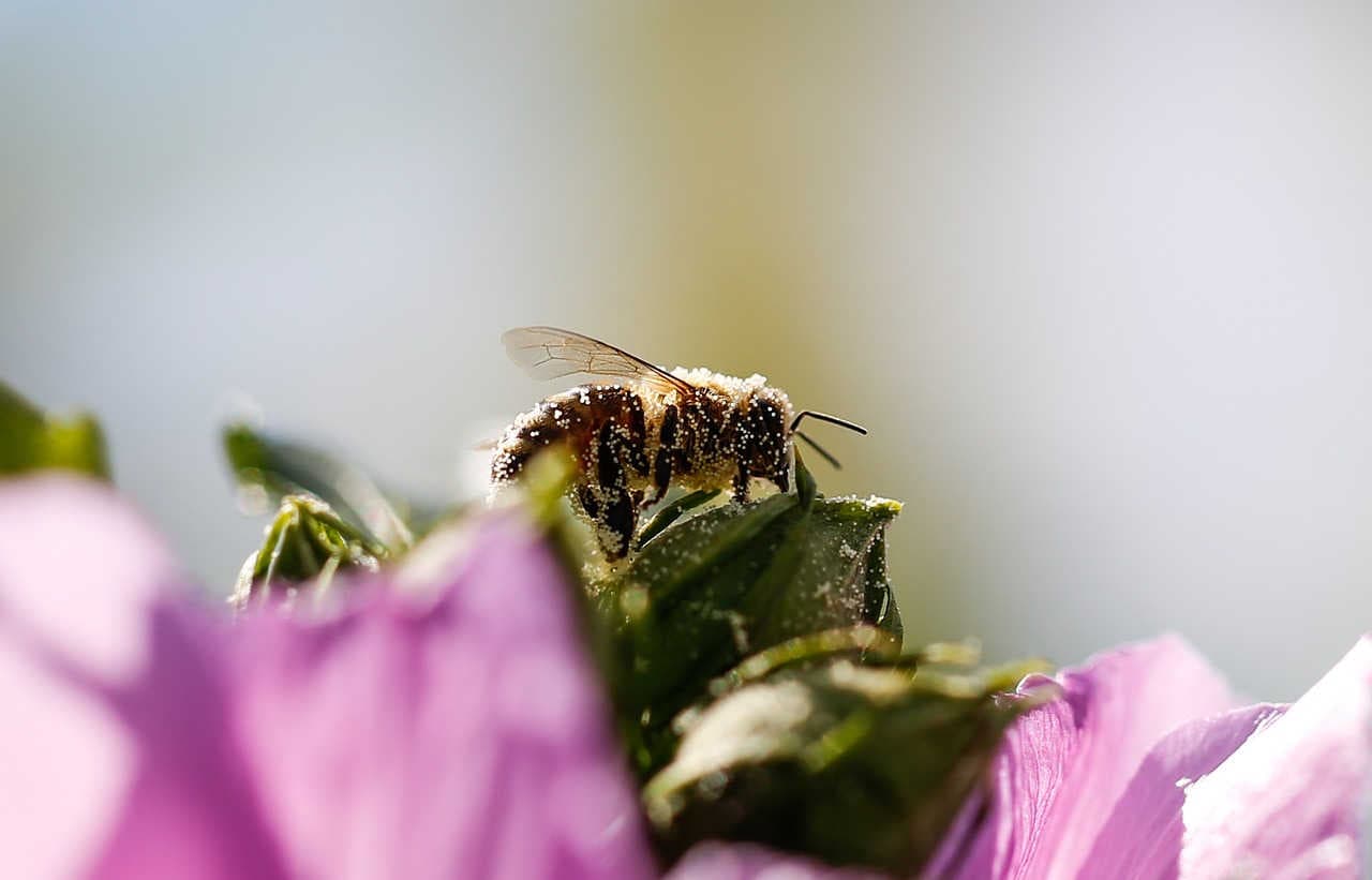 ape impollinazione
