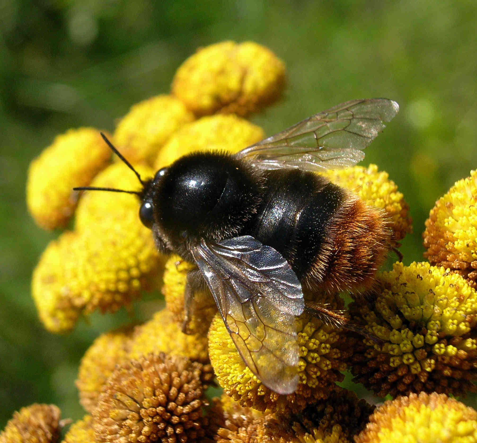 Bombus confusus
