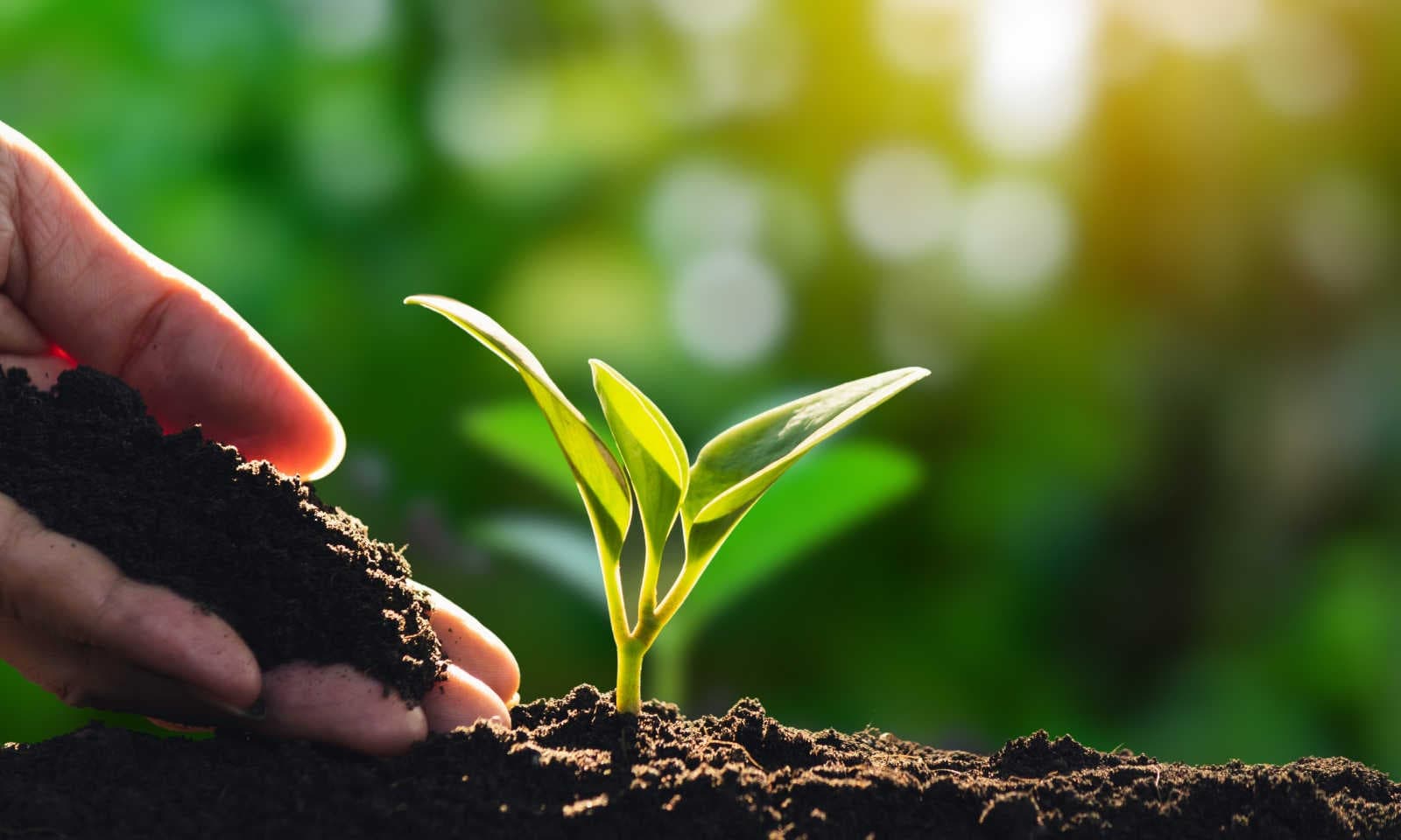 Che cos’è un credito di biodiversità