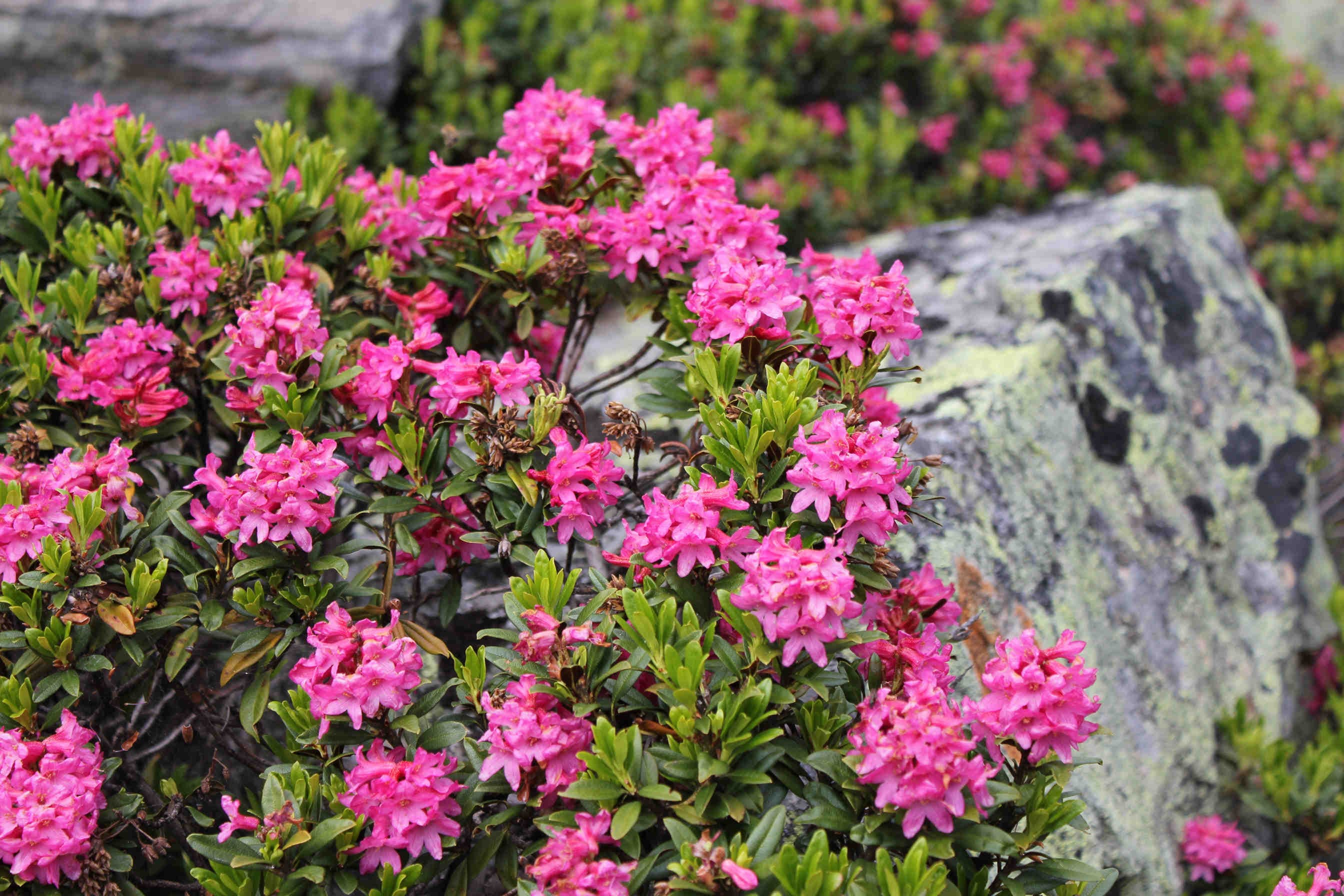 rododendro