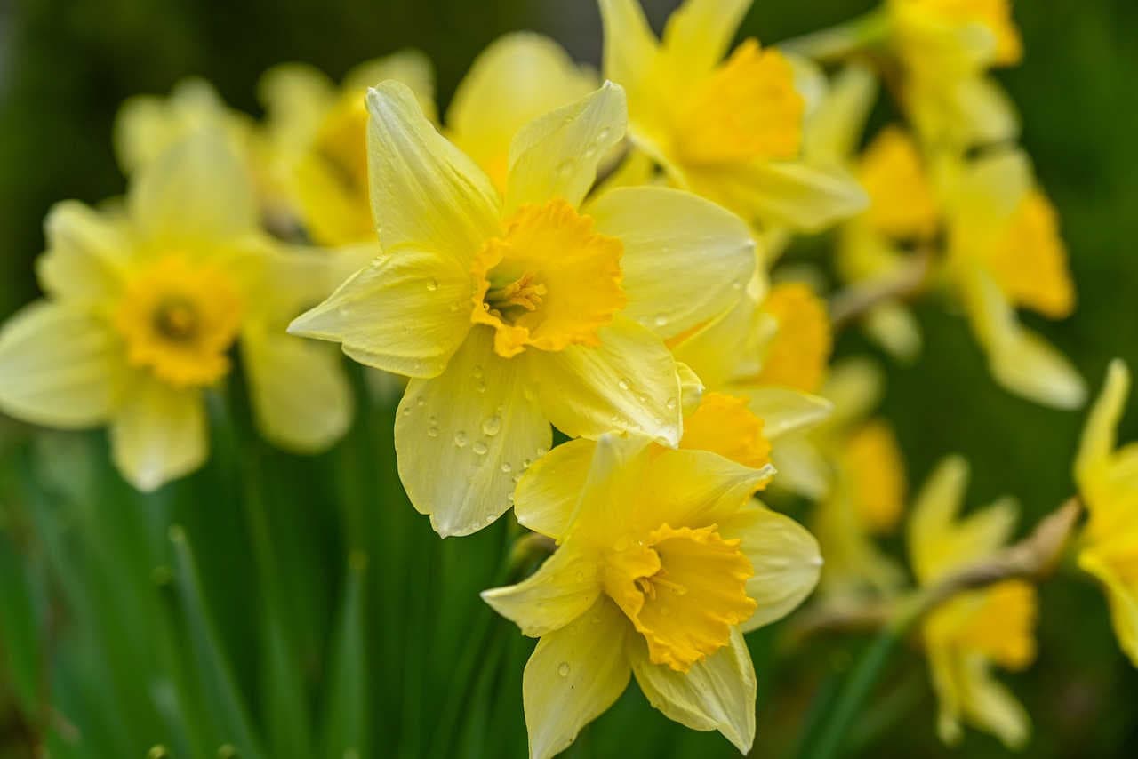 specie di narciso