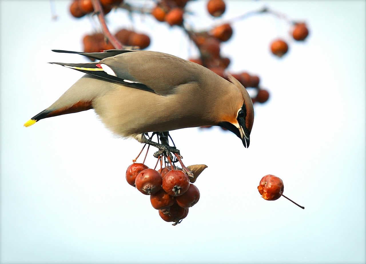 Beeinflusst das Vogelsterben die Samenverbreitung?