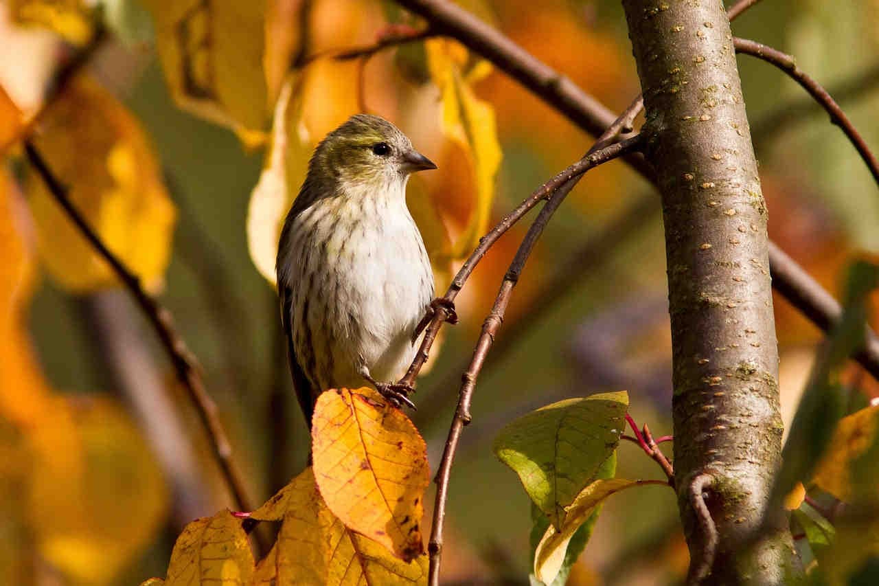 ruolo ecologico degli alberi