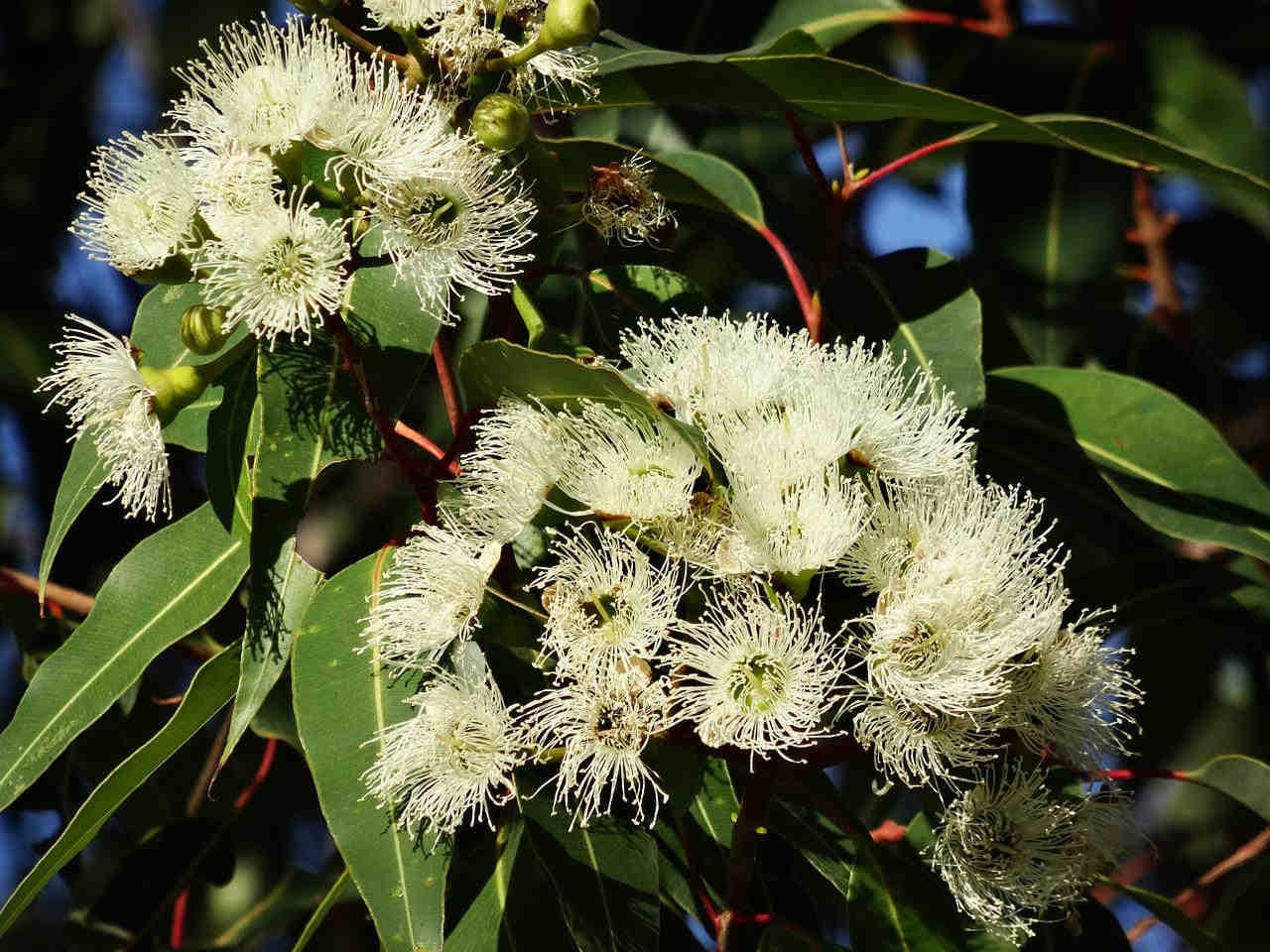 Miel d'eucalyptus : caractéristiques, avantages et utilisations