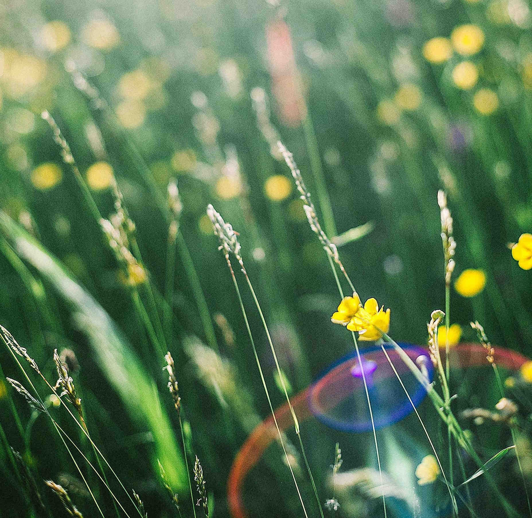 Meadow in sunshine